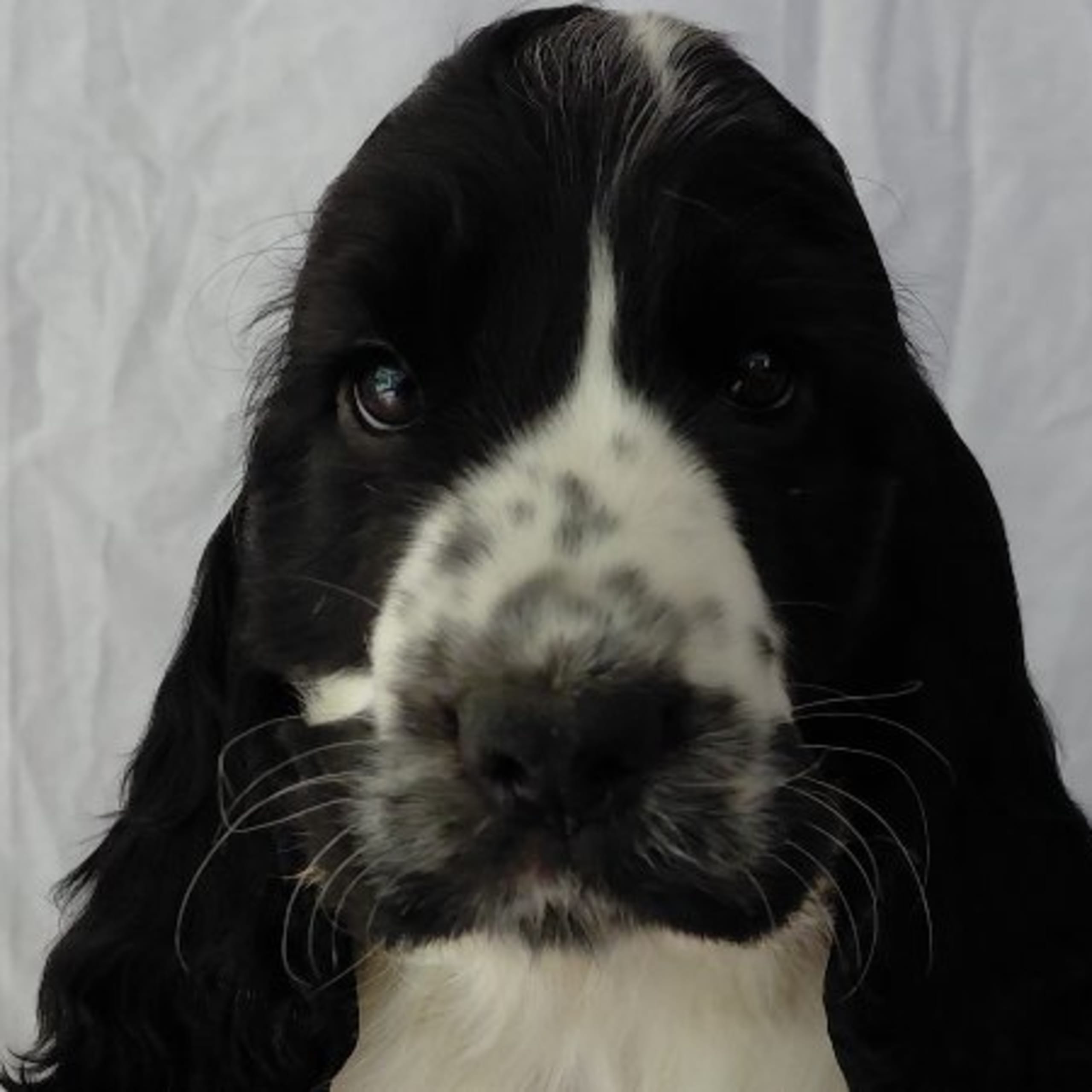 Cocker Spaniel