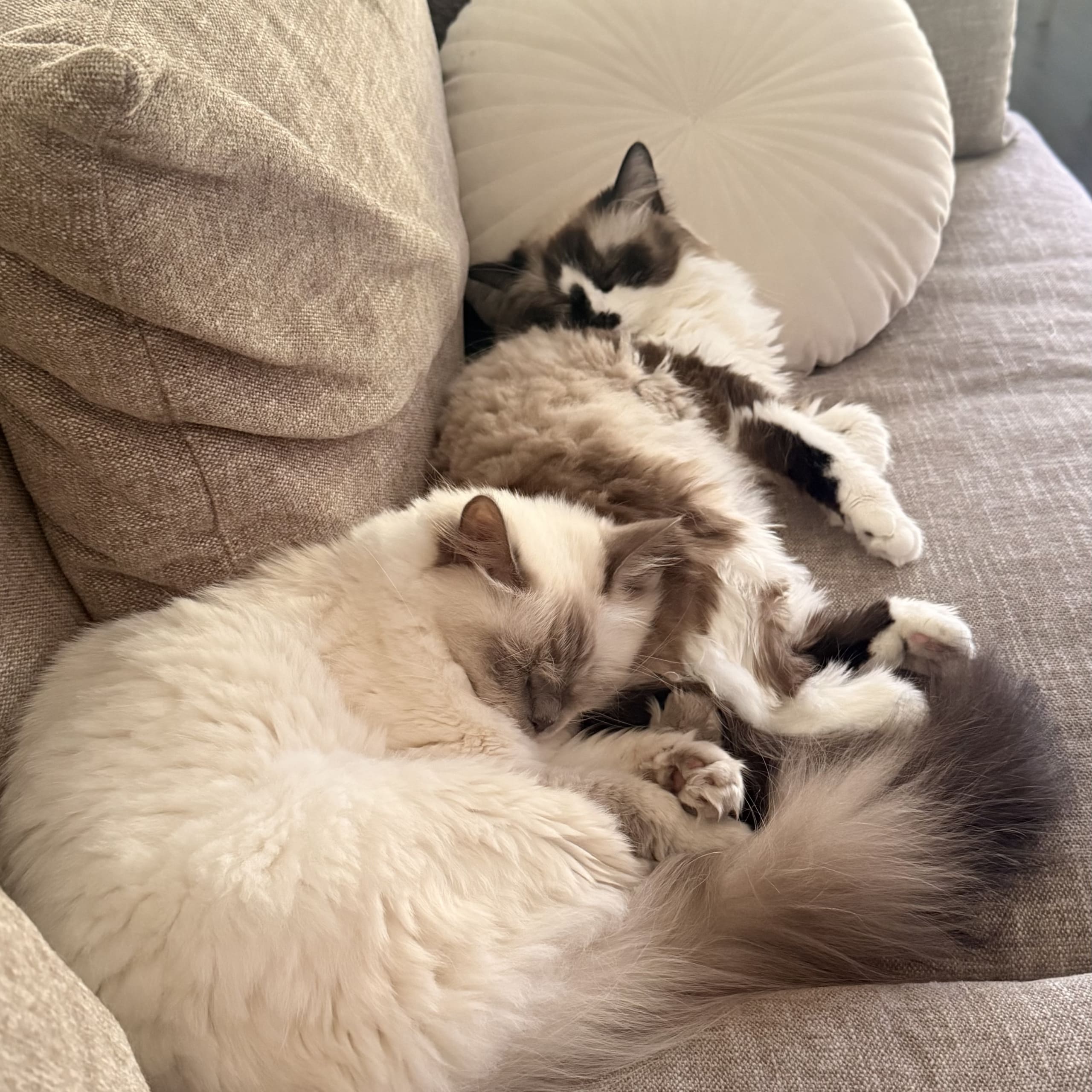 Ragdoll