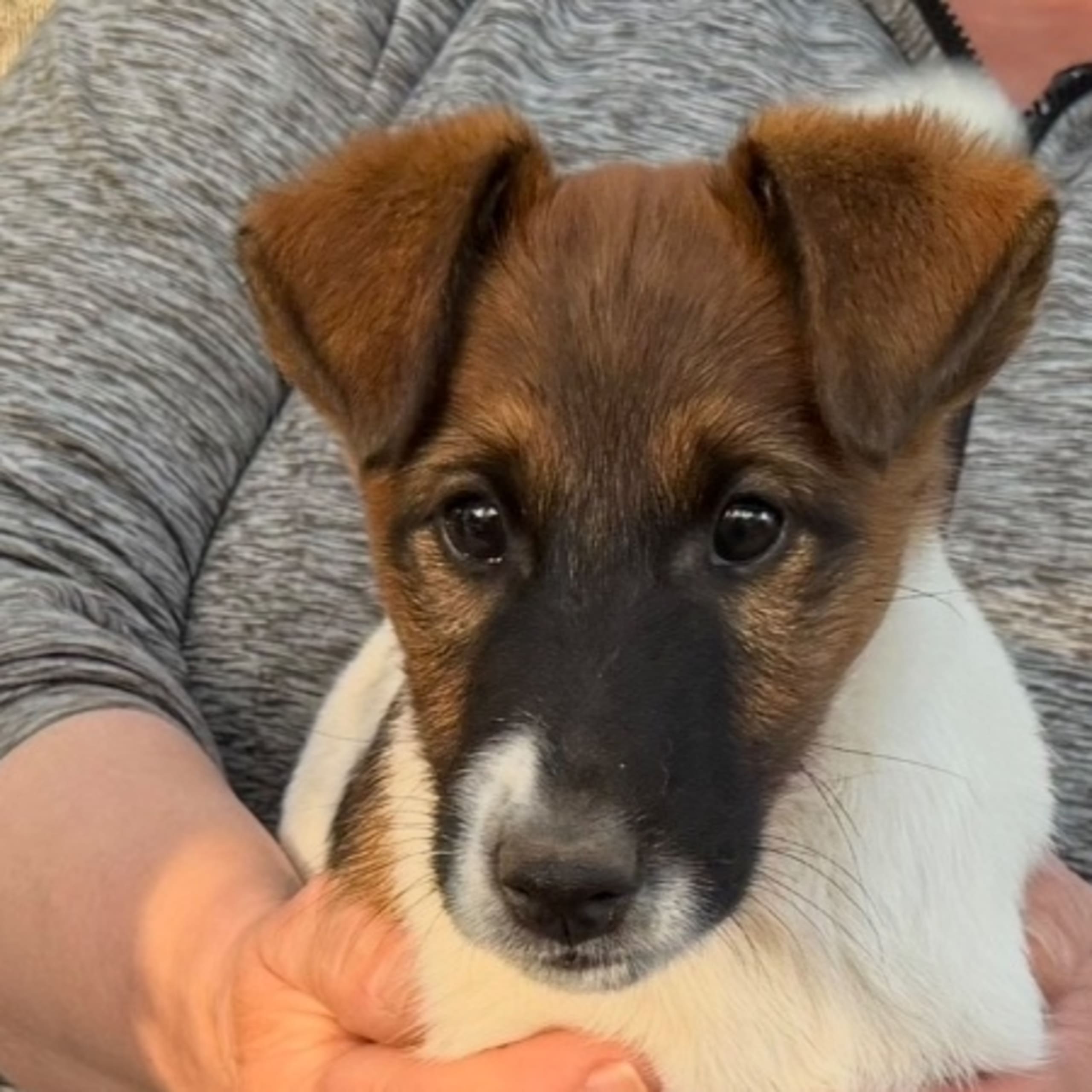 Släthårig foxterrier