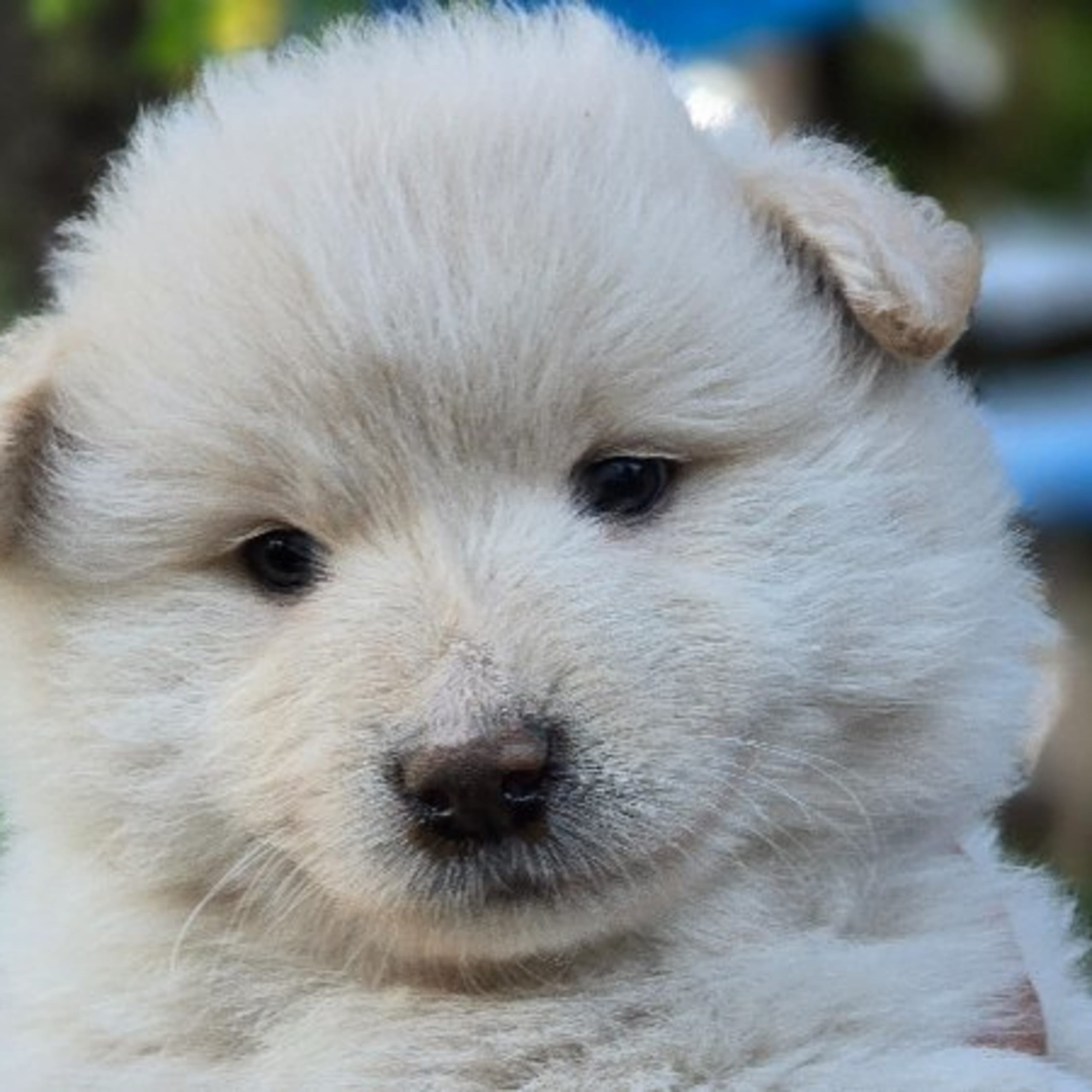 Finsk lapphund