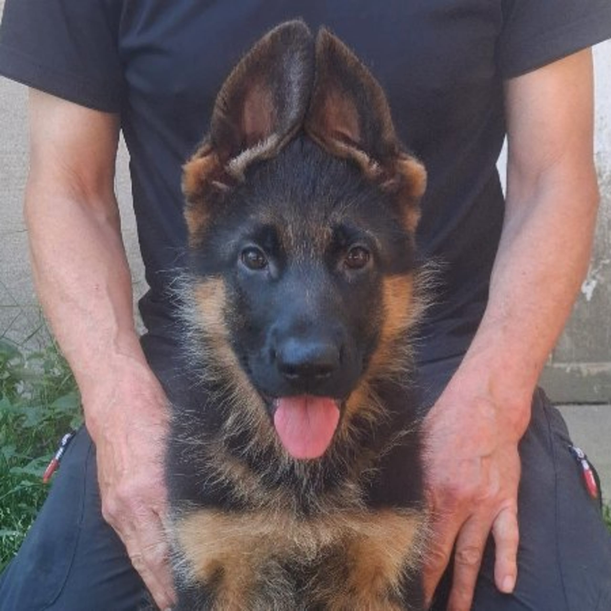 Tysk Schäferhund