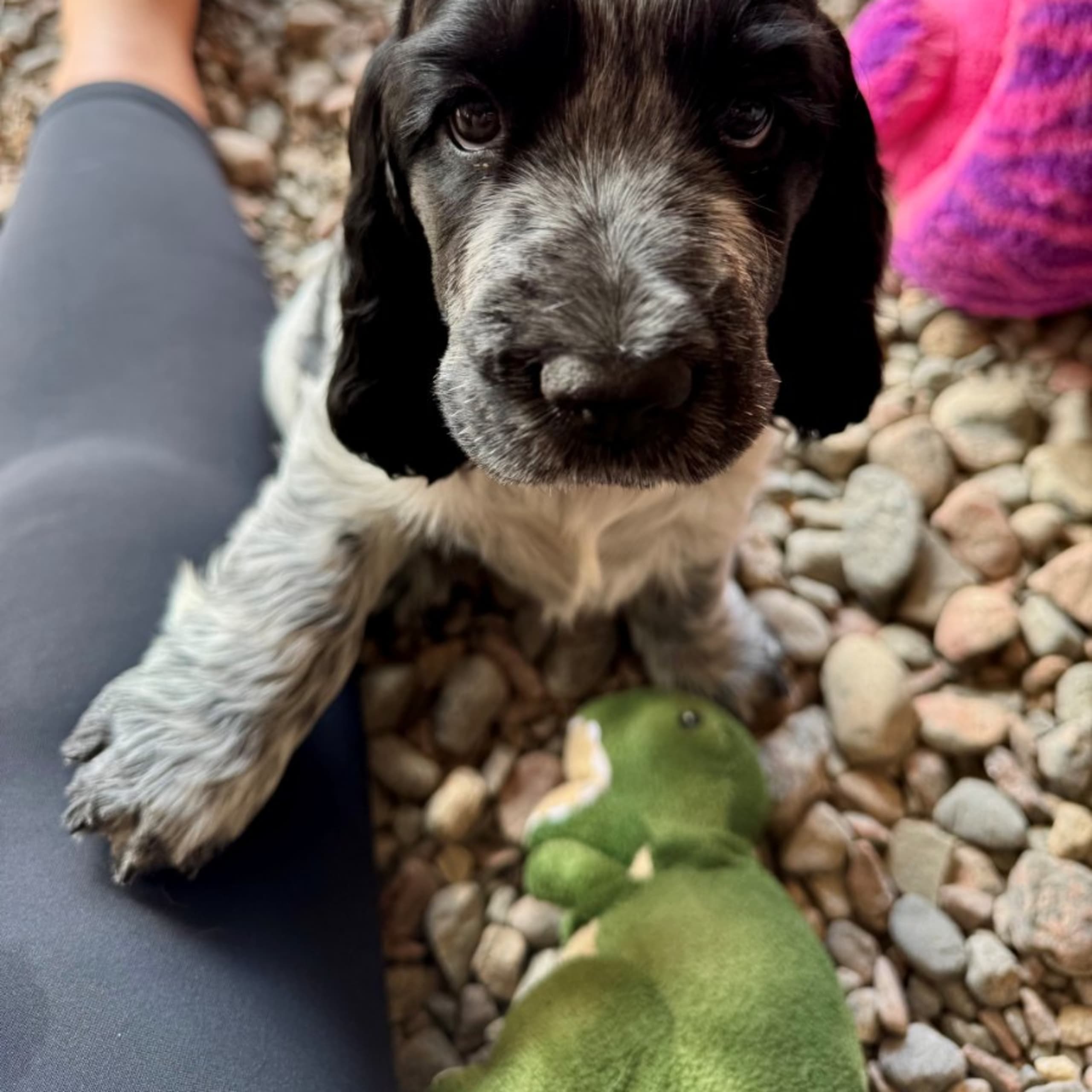 Cocker spaniel