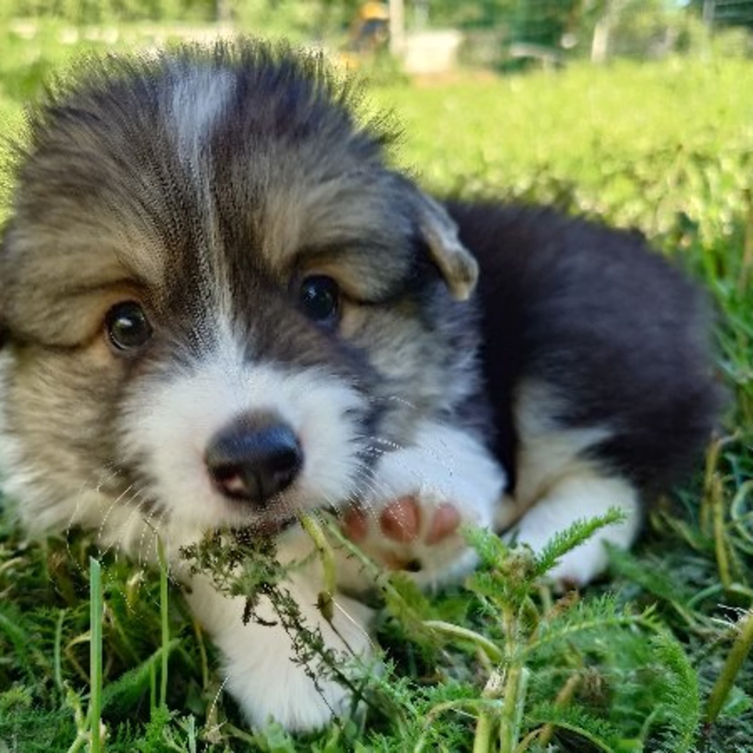 Welsh corgi pembroke