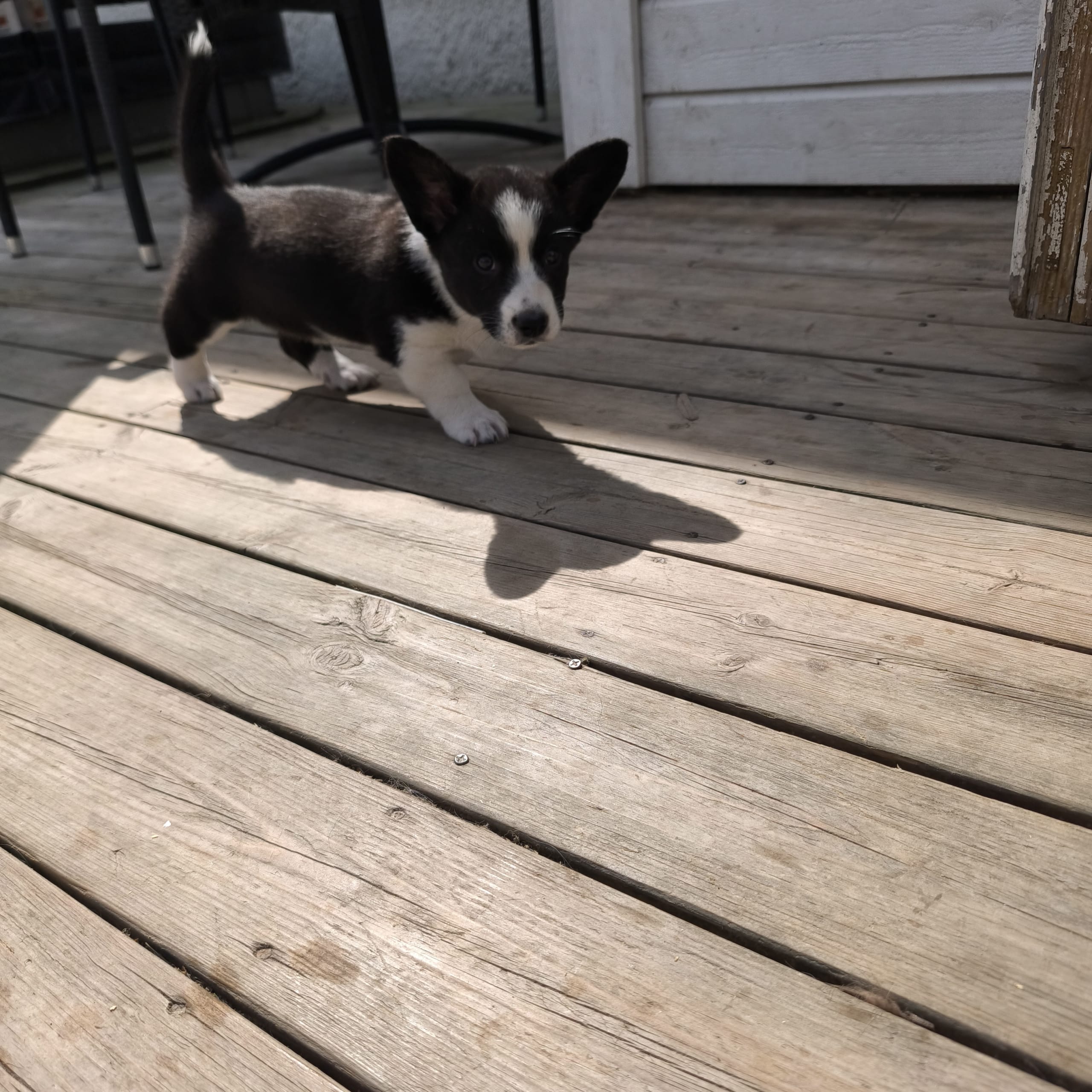 Welsh corgi cardigan