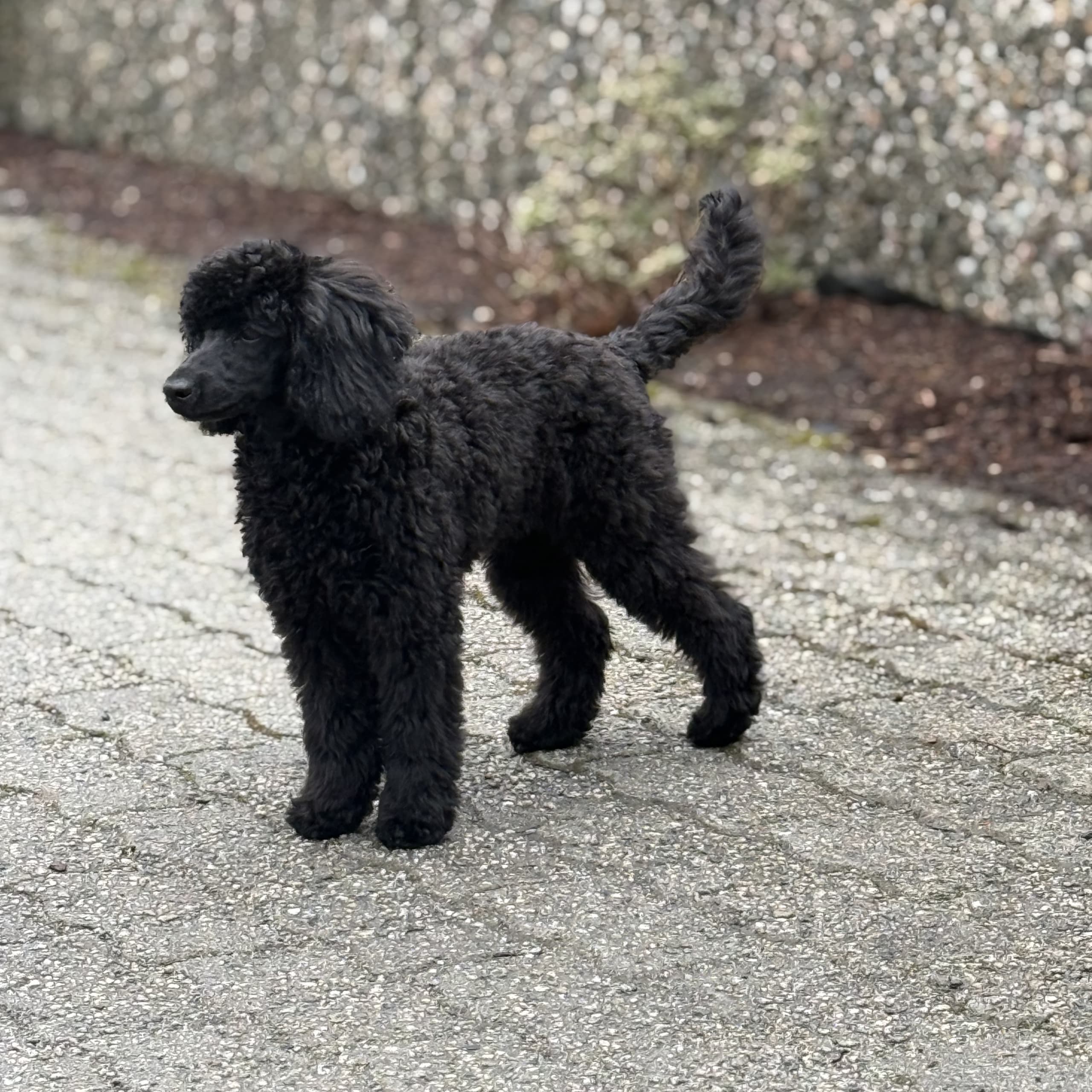 Mini pudel