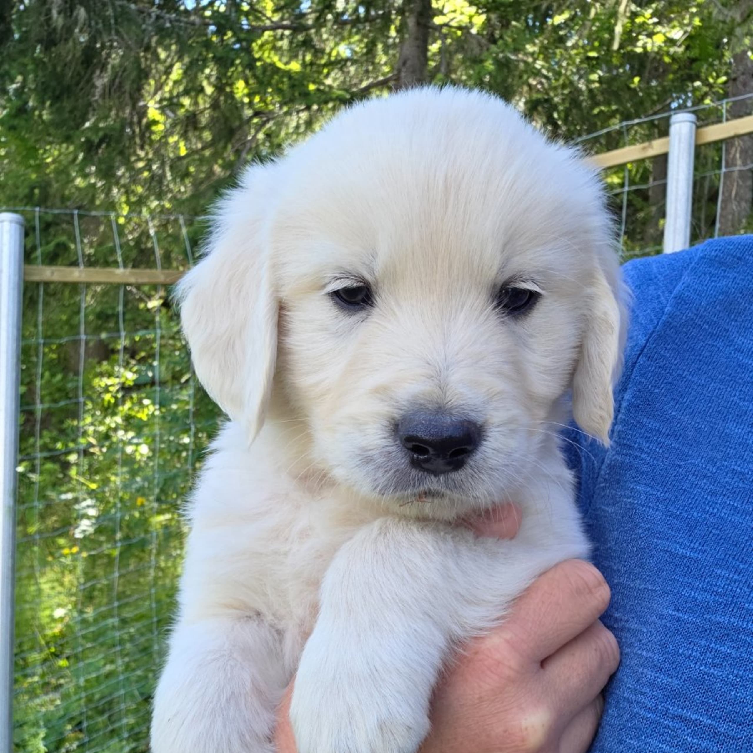 Golden retriever