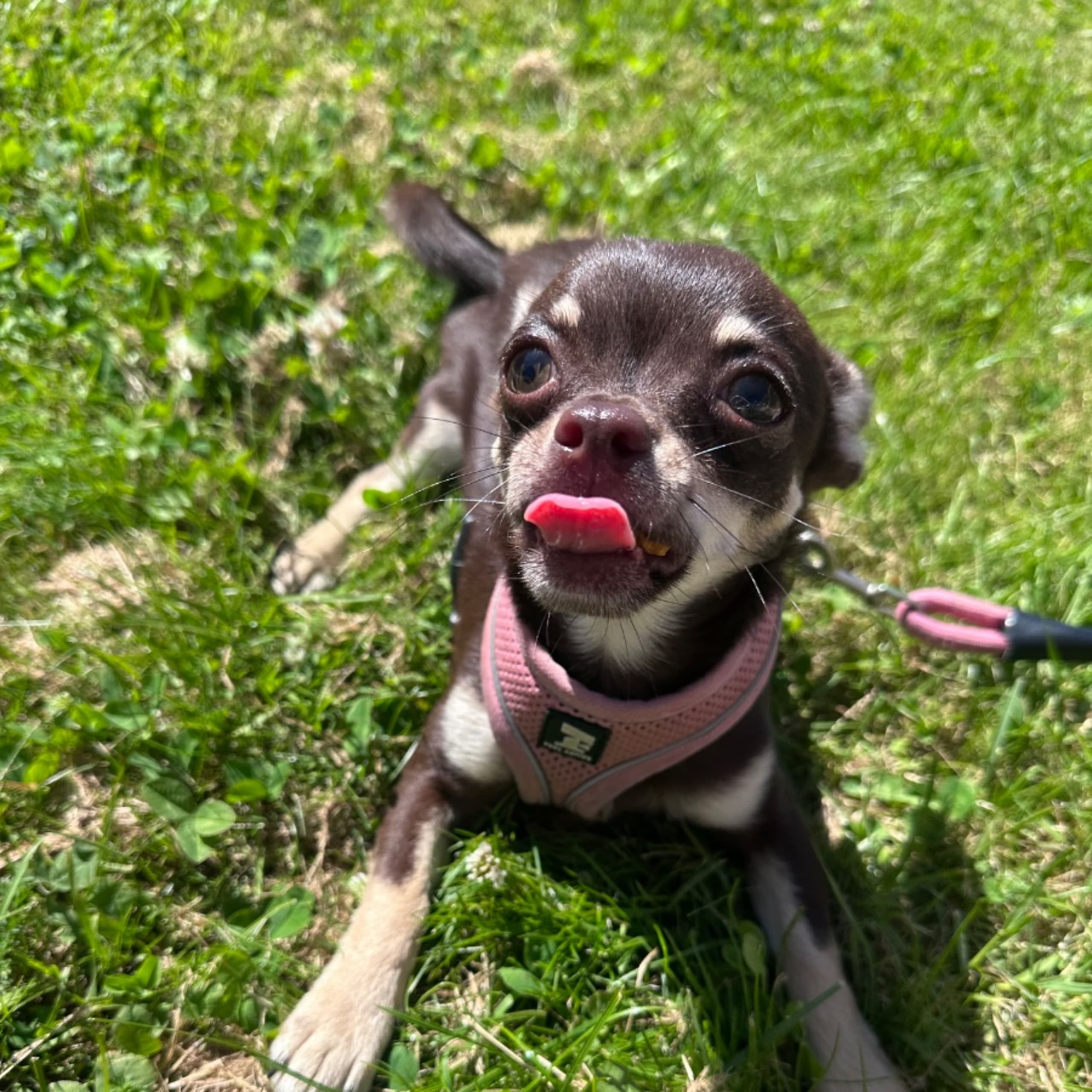 My Little Chi