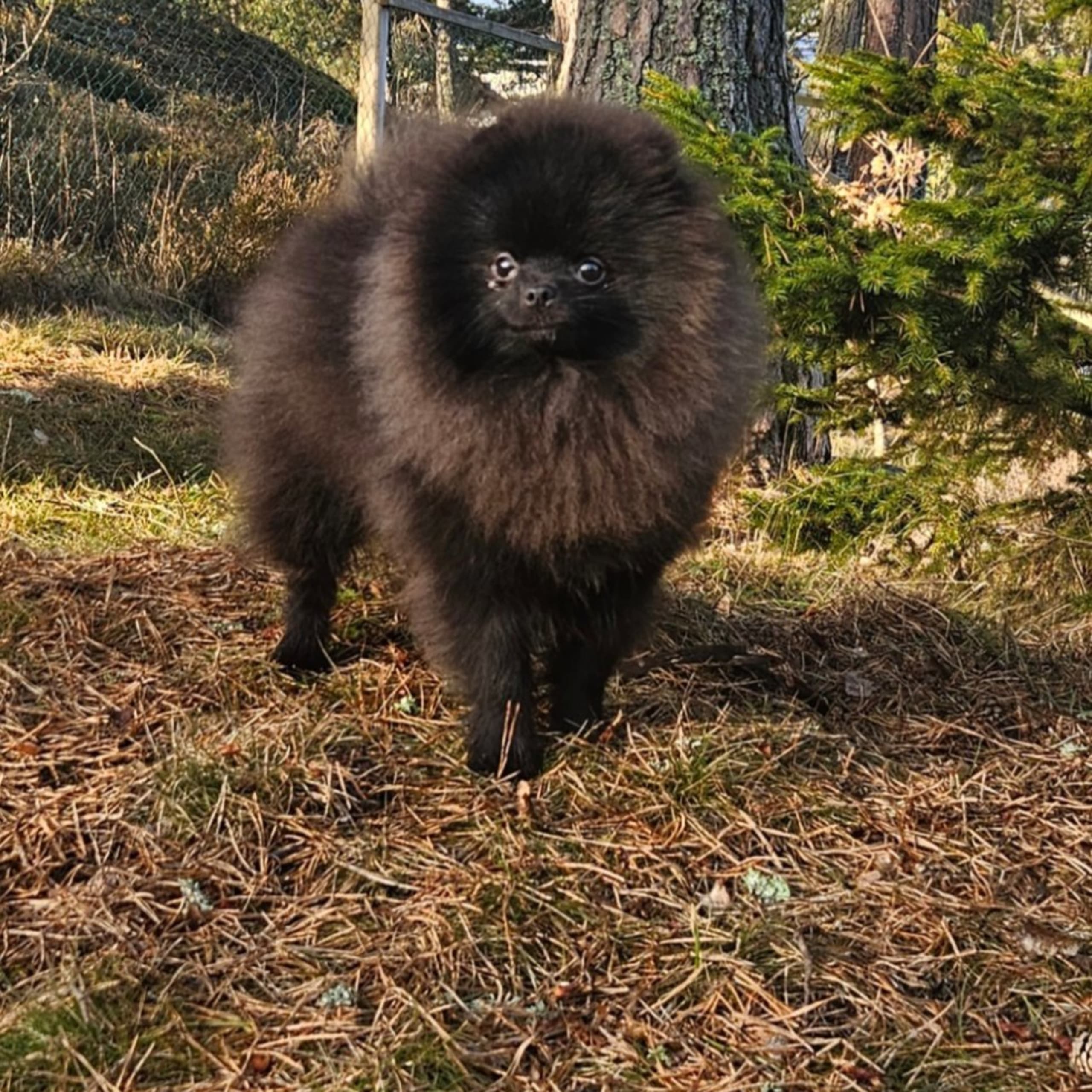 Pomeranian