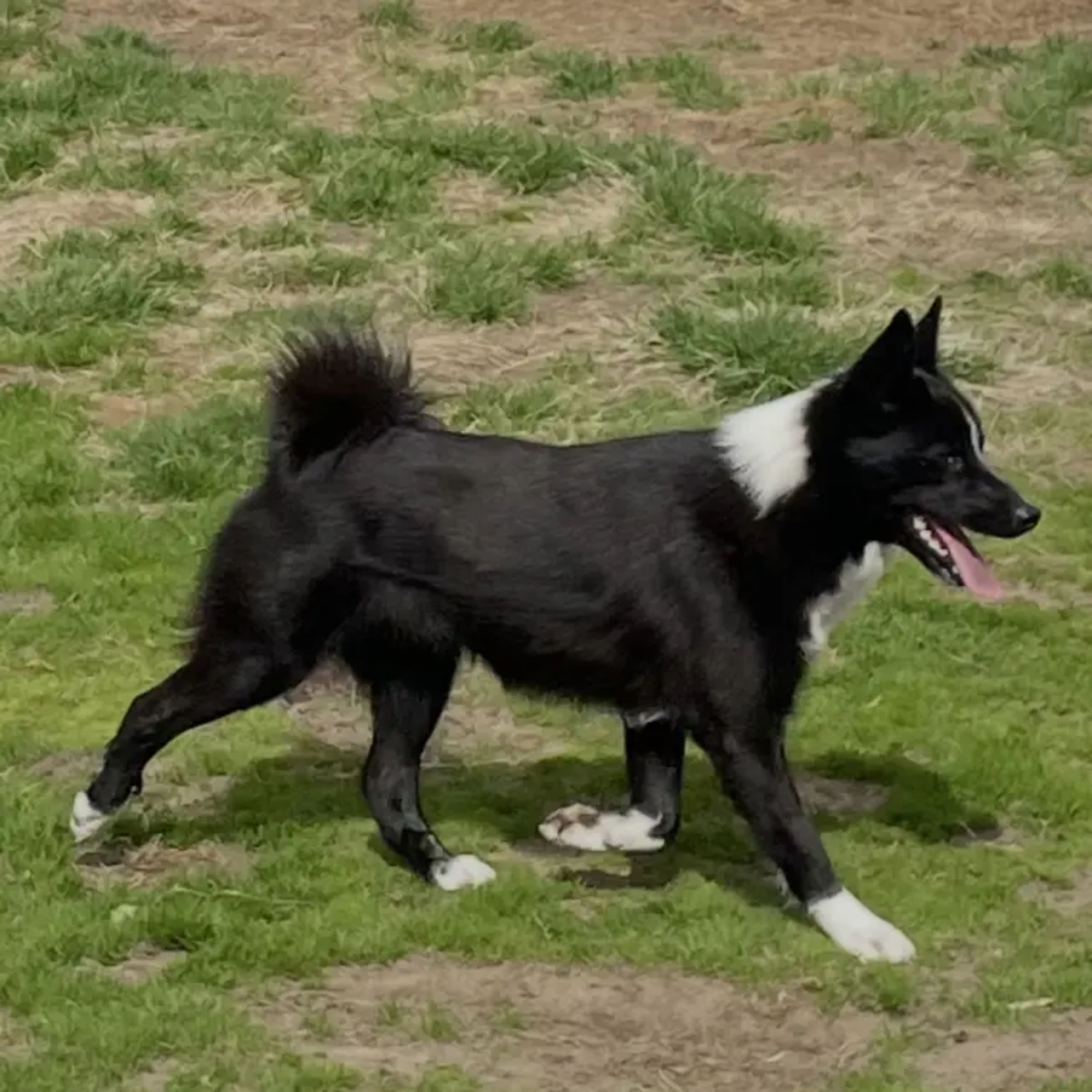 Norsk buhund