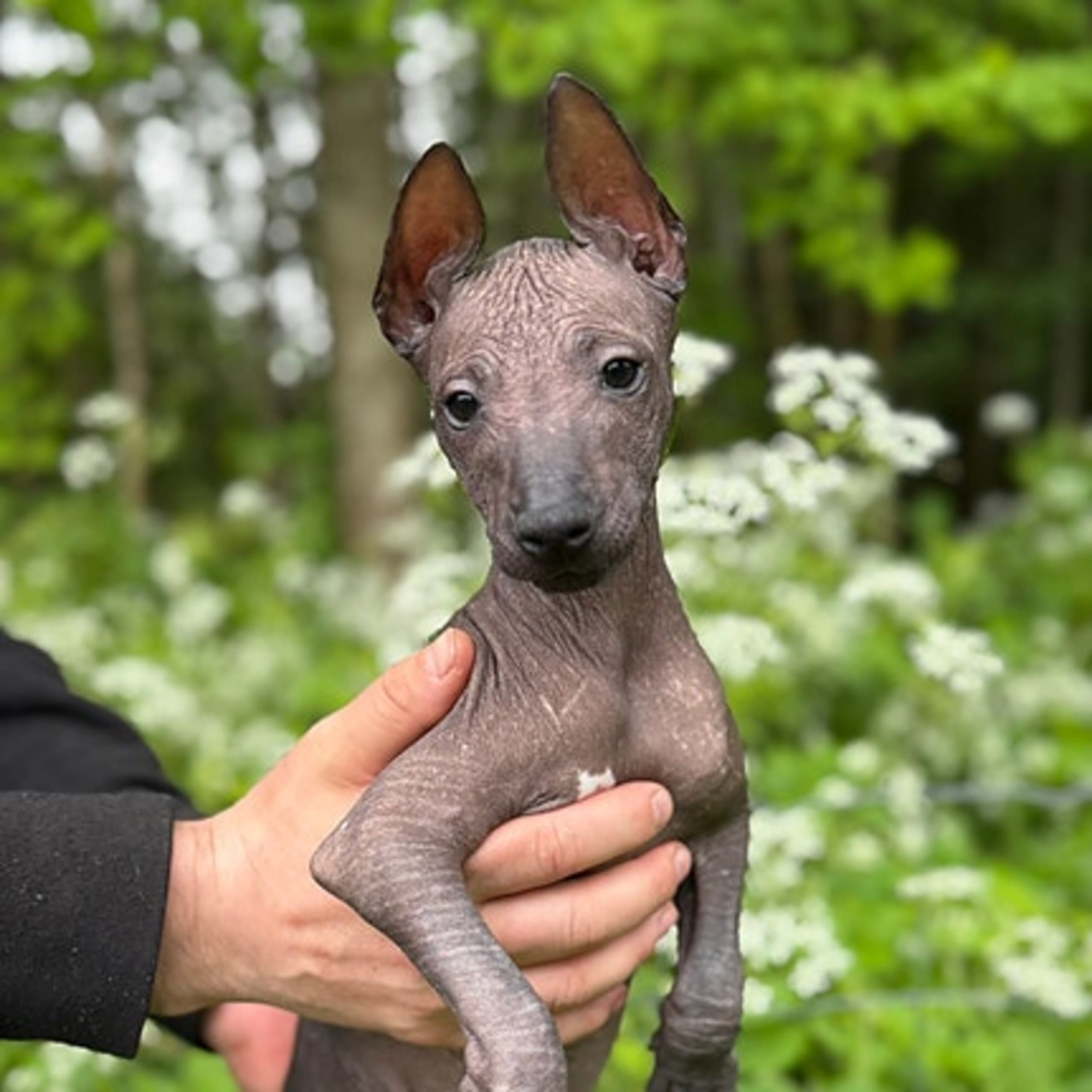 Xoloitzcuintle
