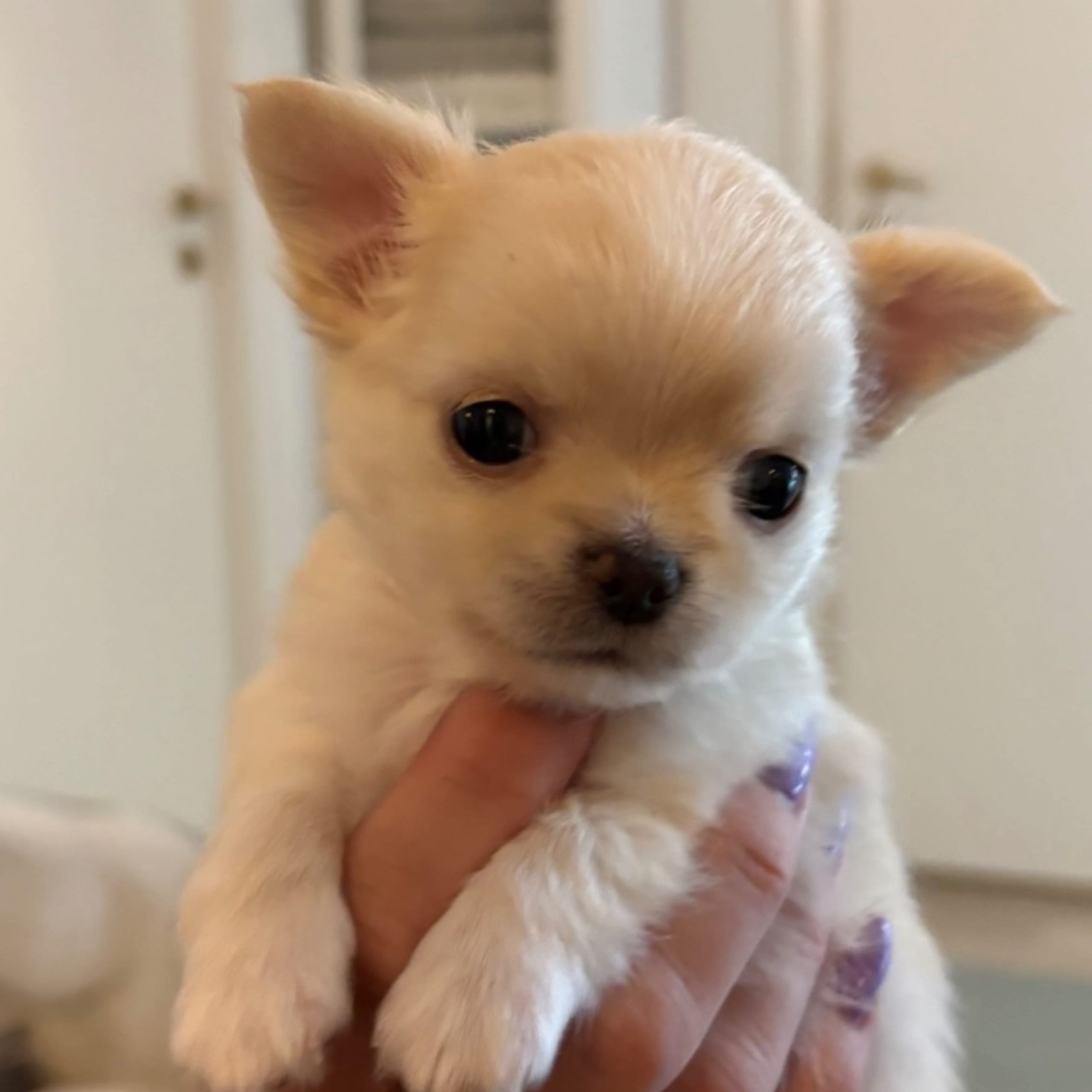 Chihuahua