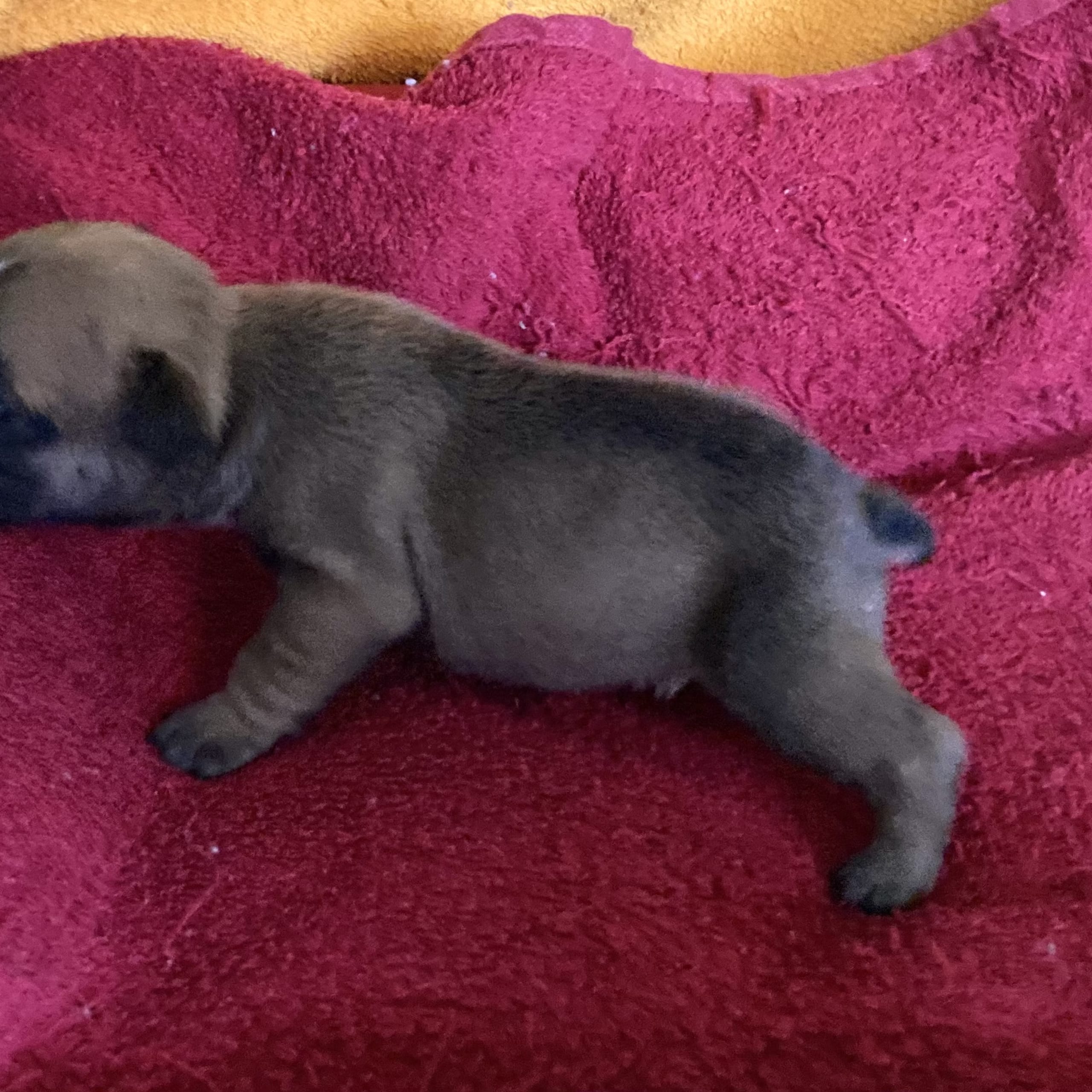 French Bulldog