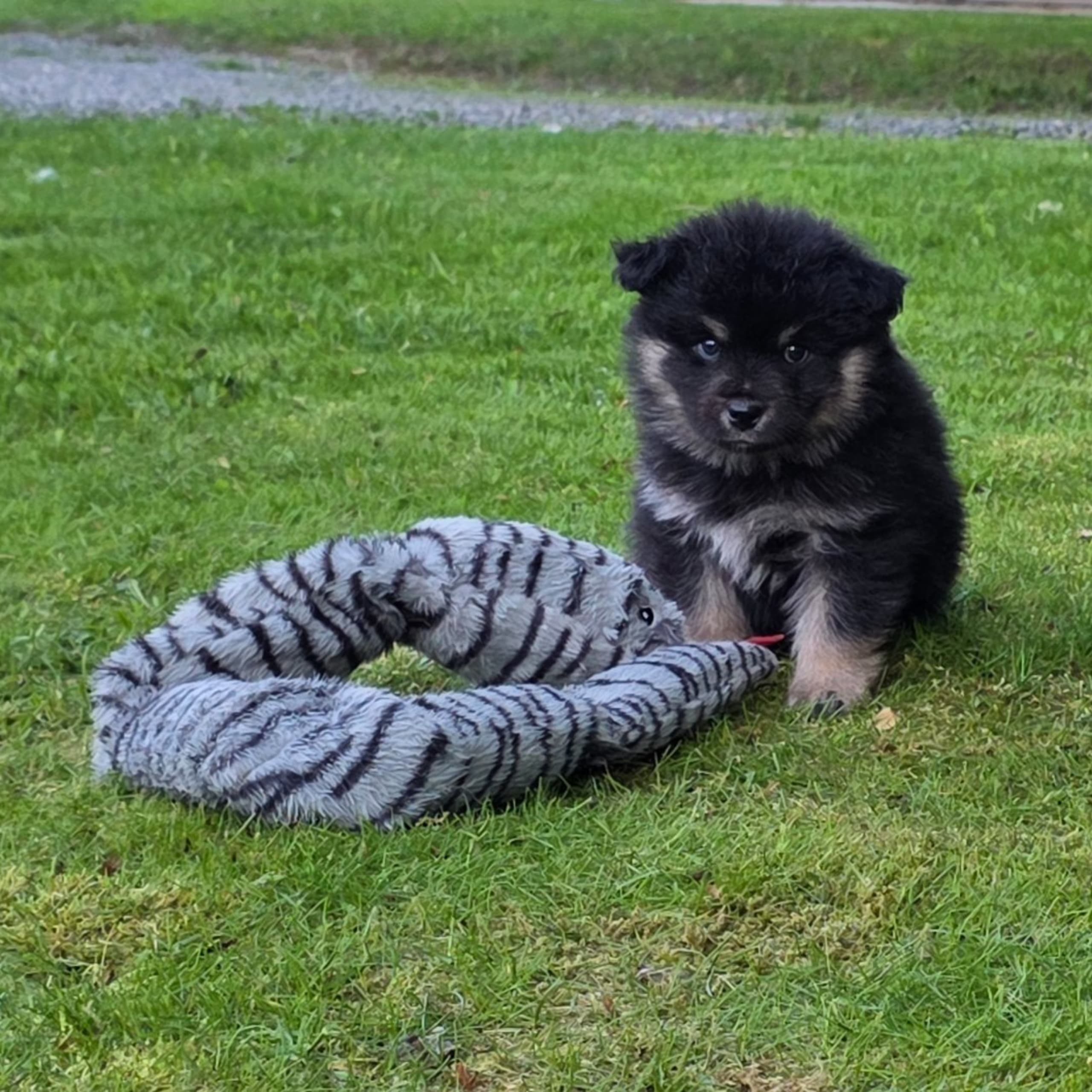 Finsk lapphund