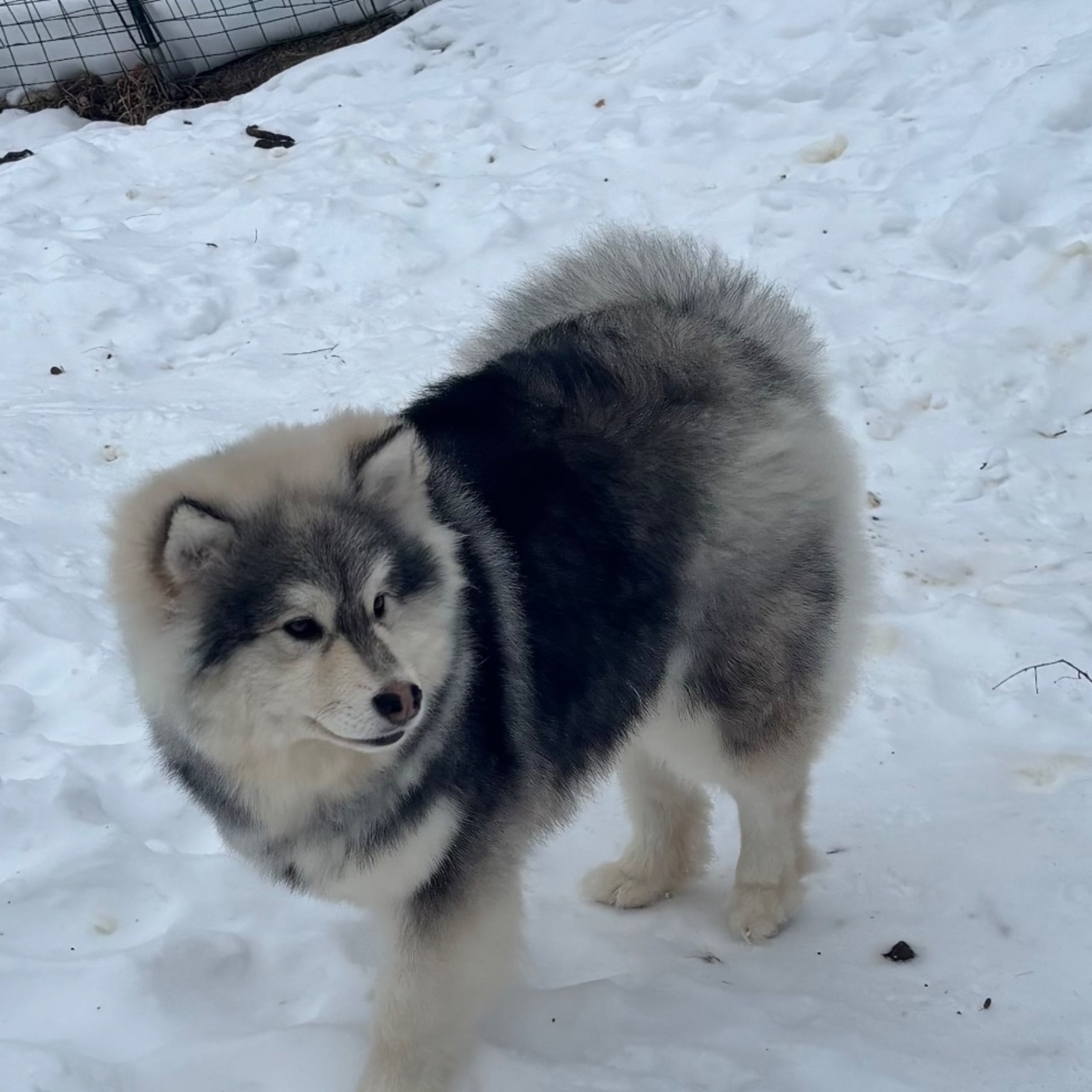 Finnish Lapphund
