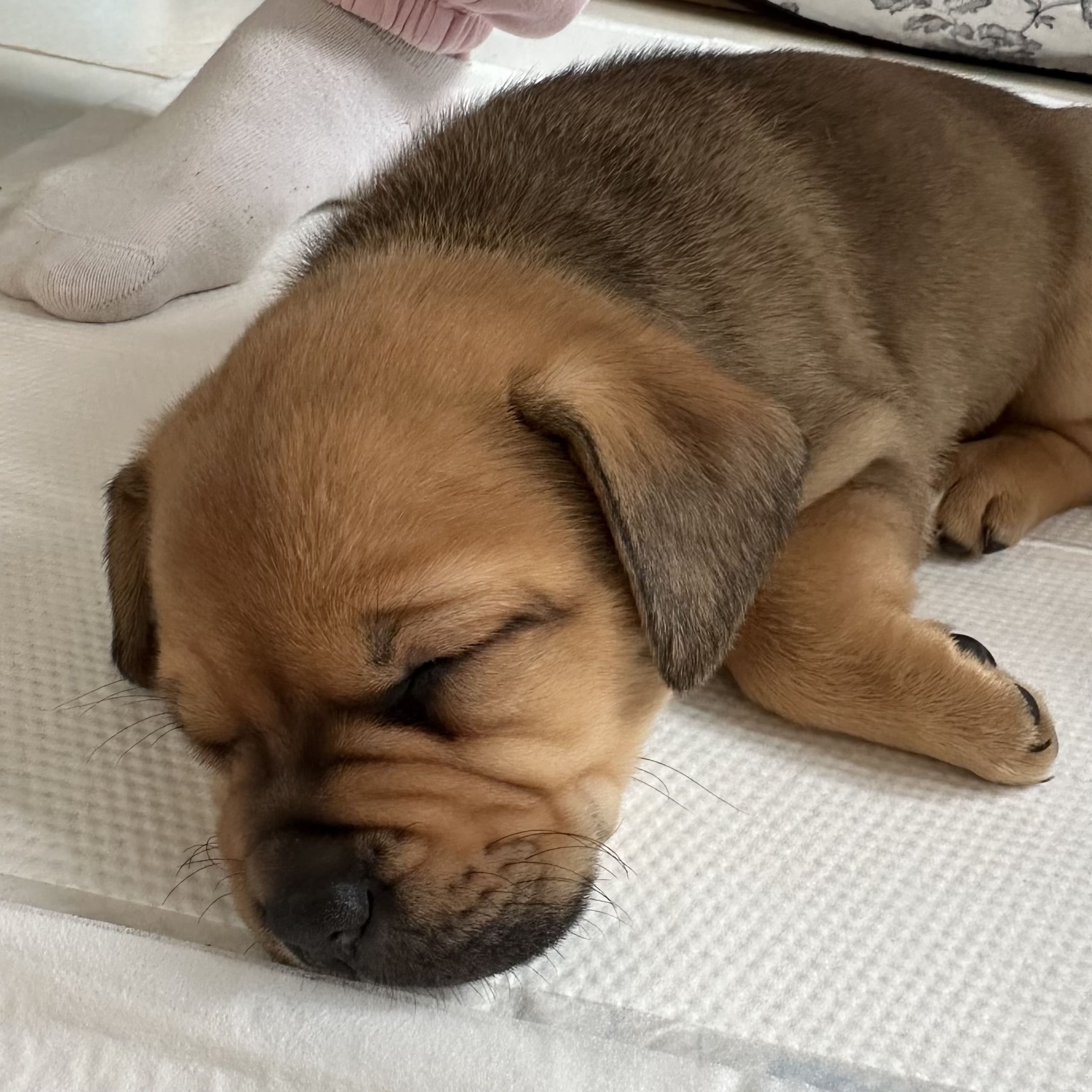 Fransk bulldog och Australiensisk Sheperd