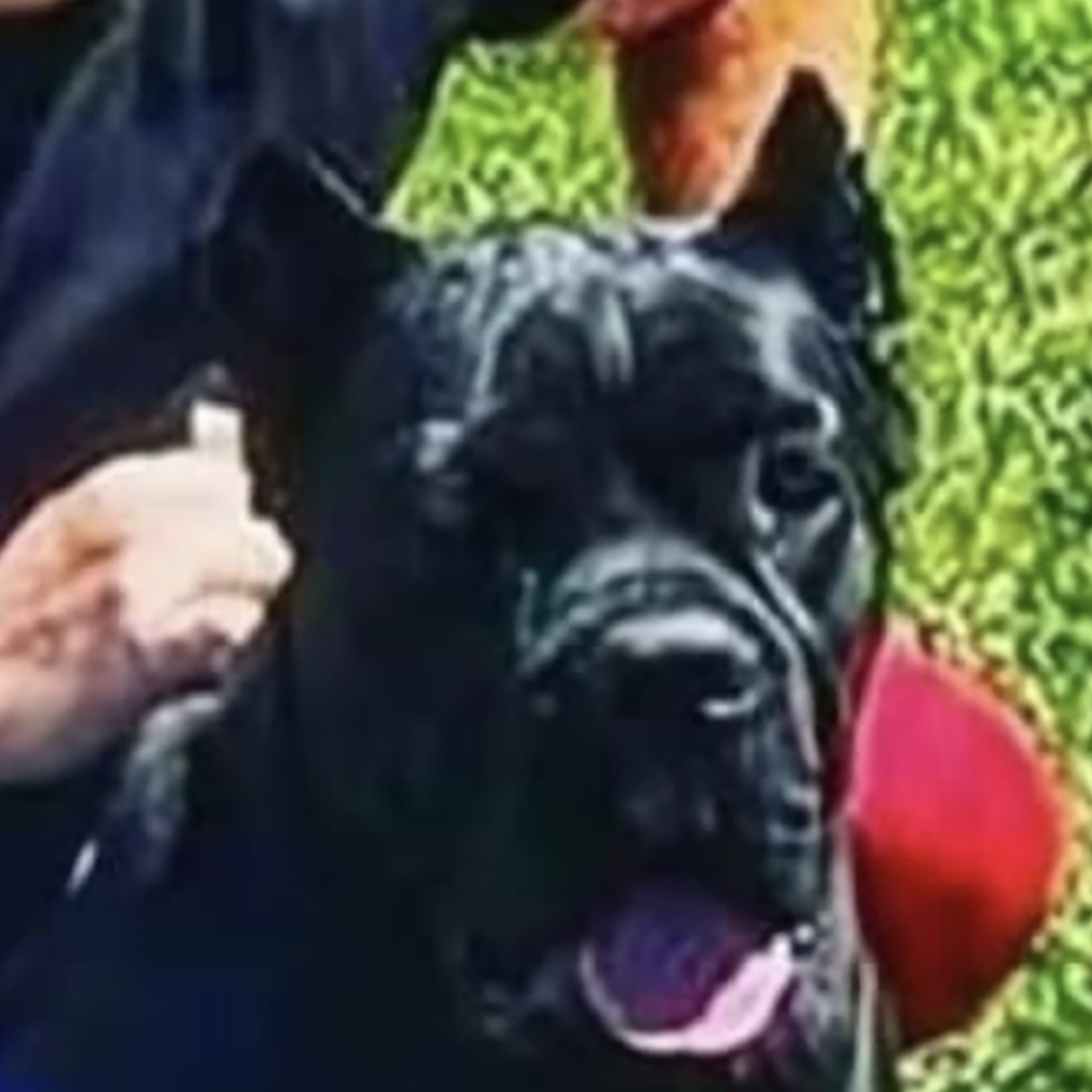 Cane corso