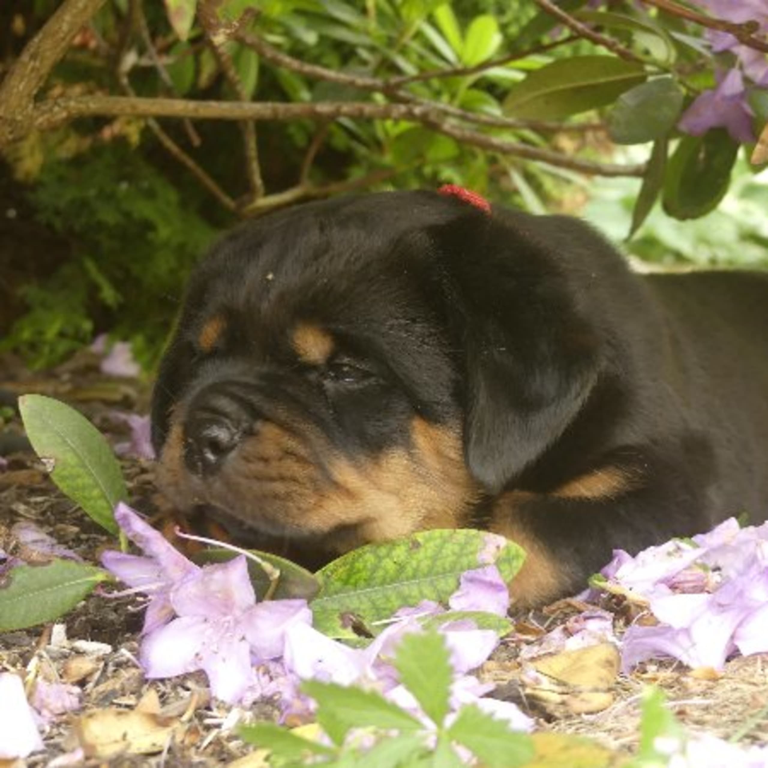 Rottweiler