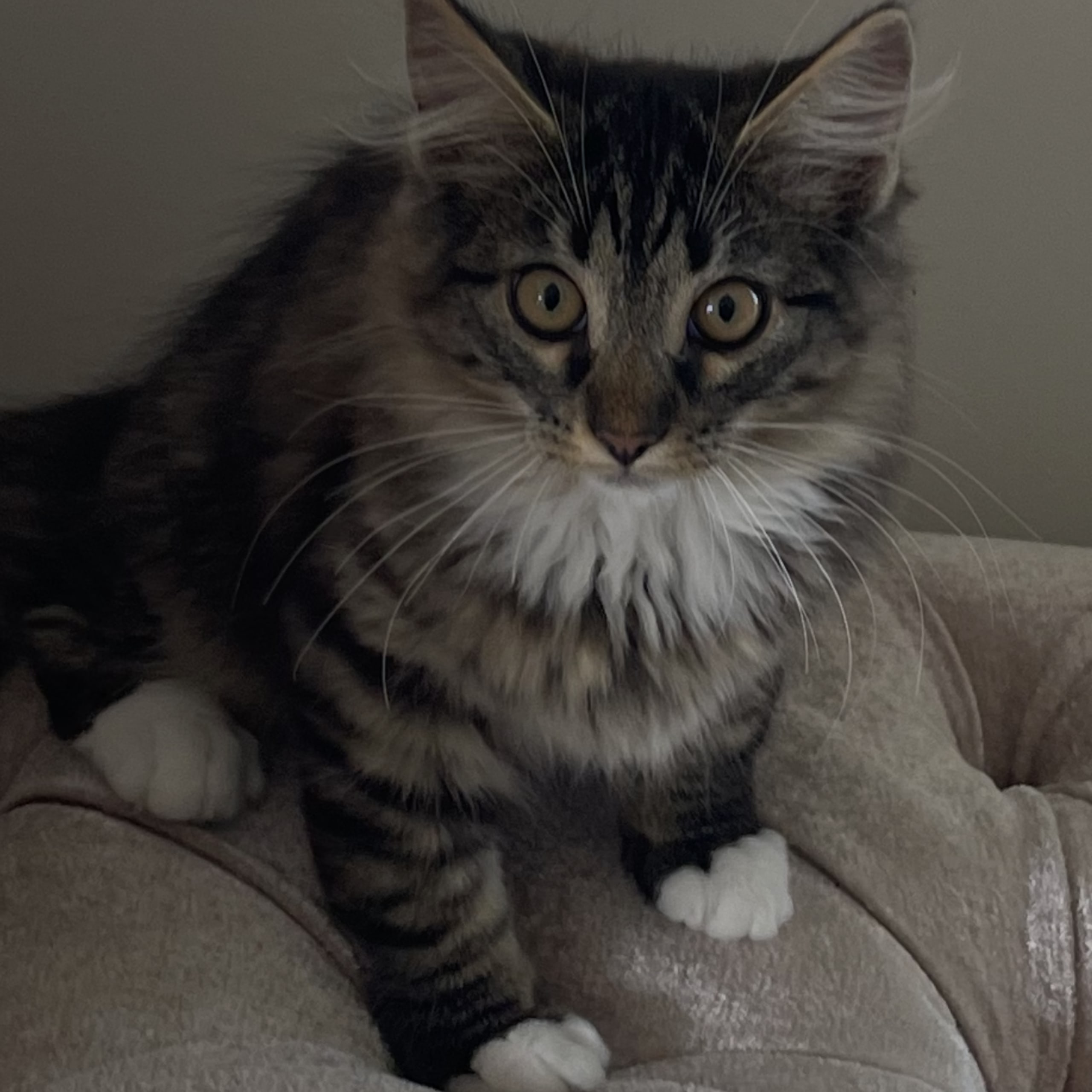 Norsk skogkatt