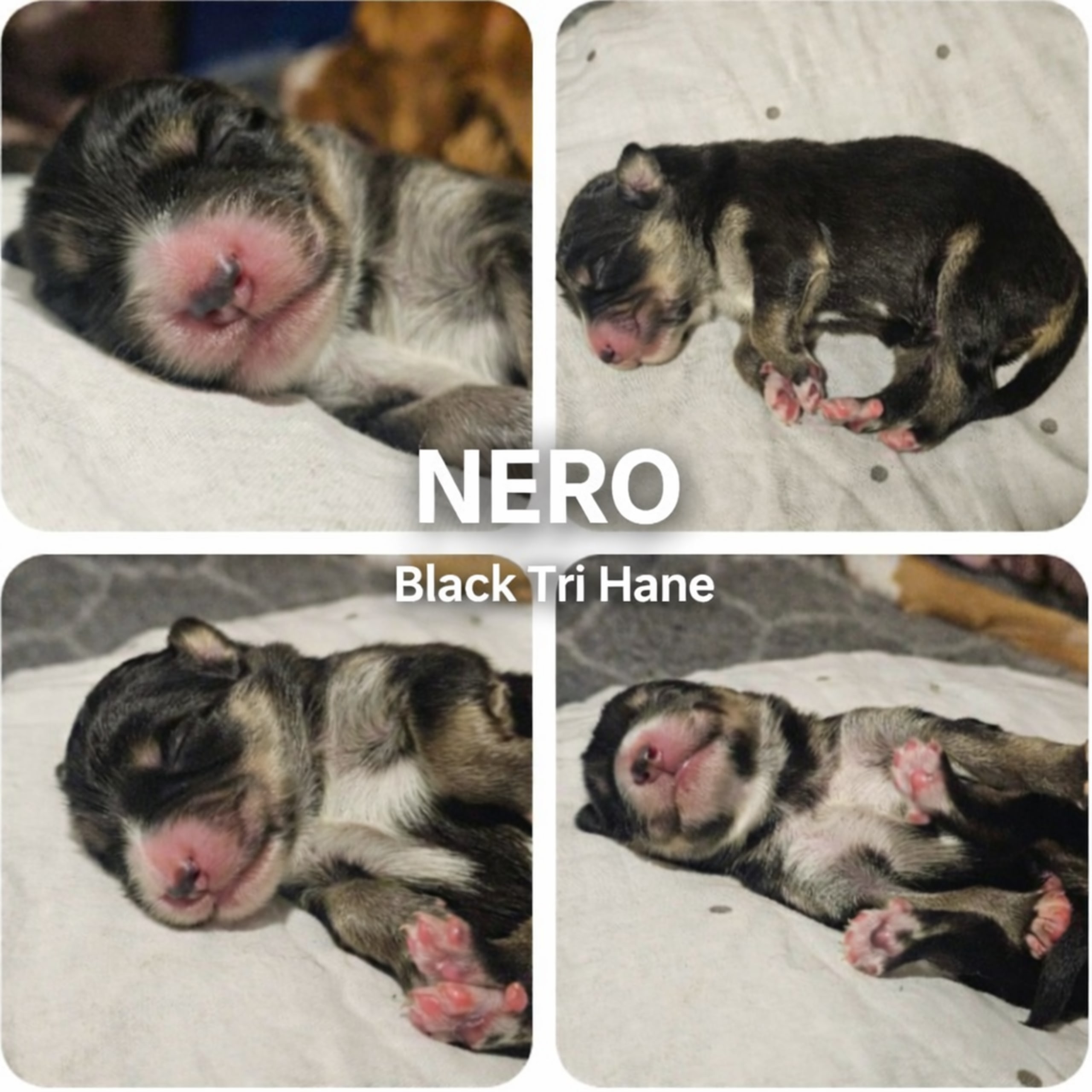 EEVD/ Australian Shepherd