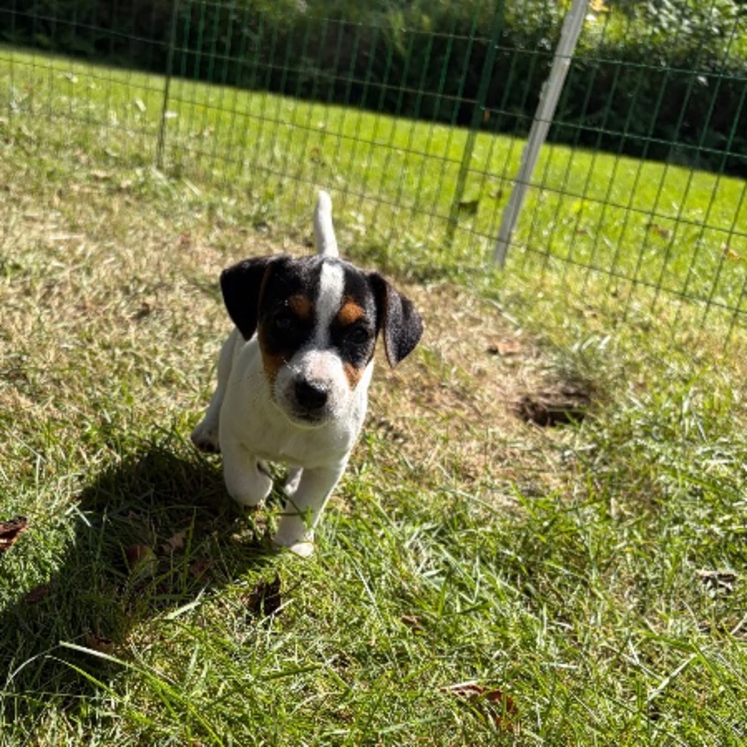 Jack russell terrier