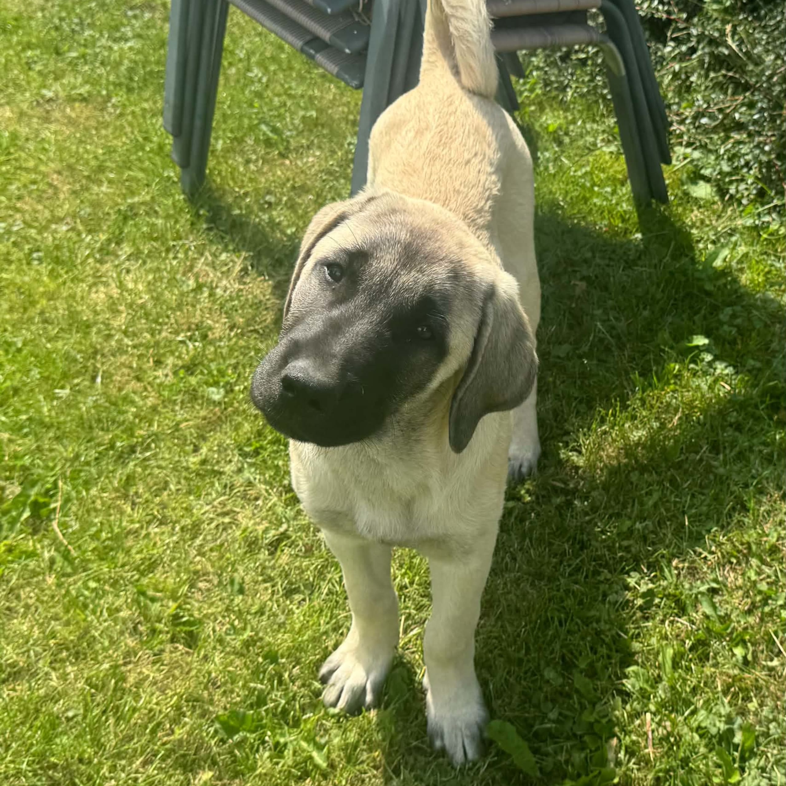 Kangal çoban köpegi