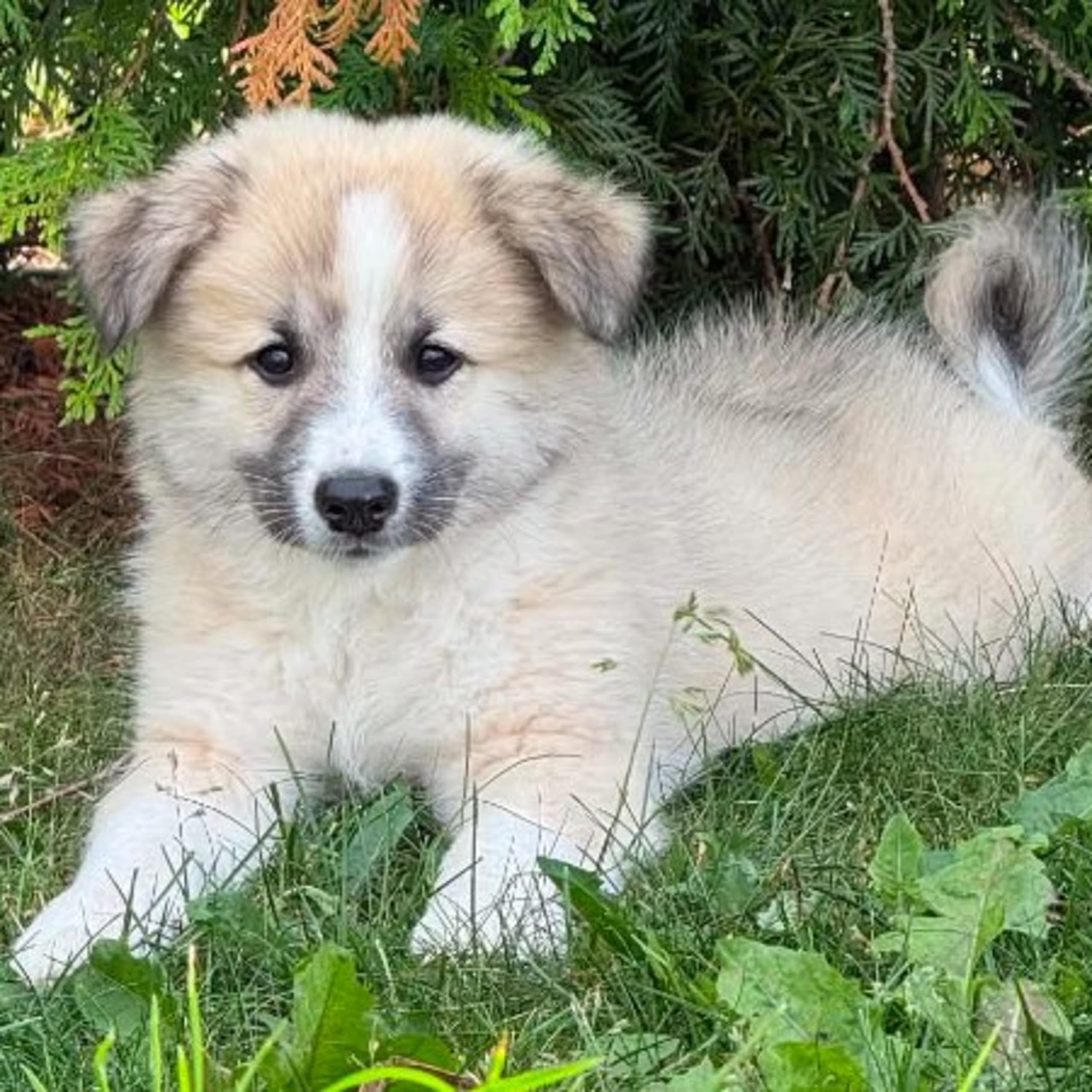 Isländsk Fårhund