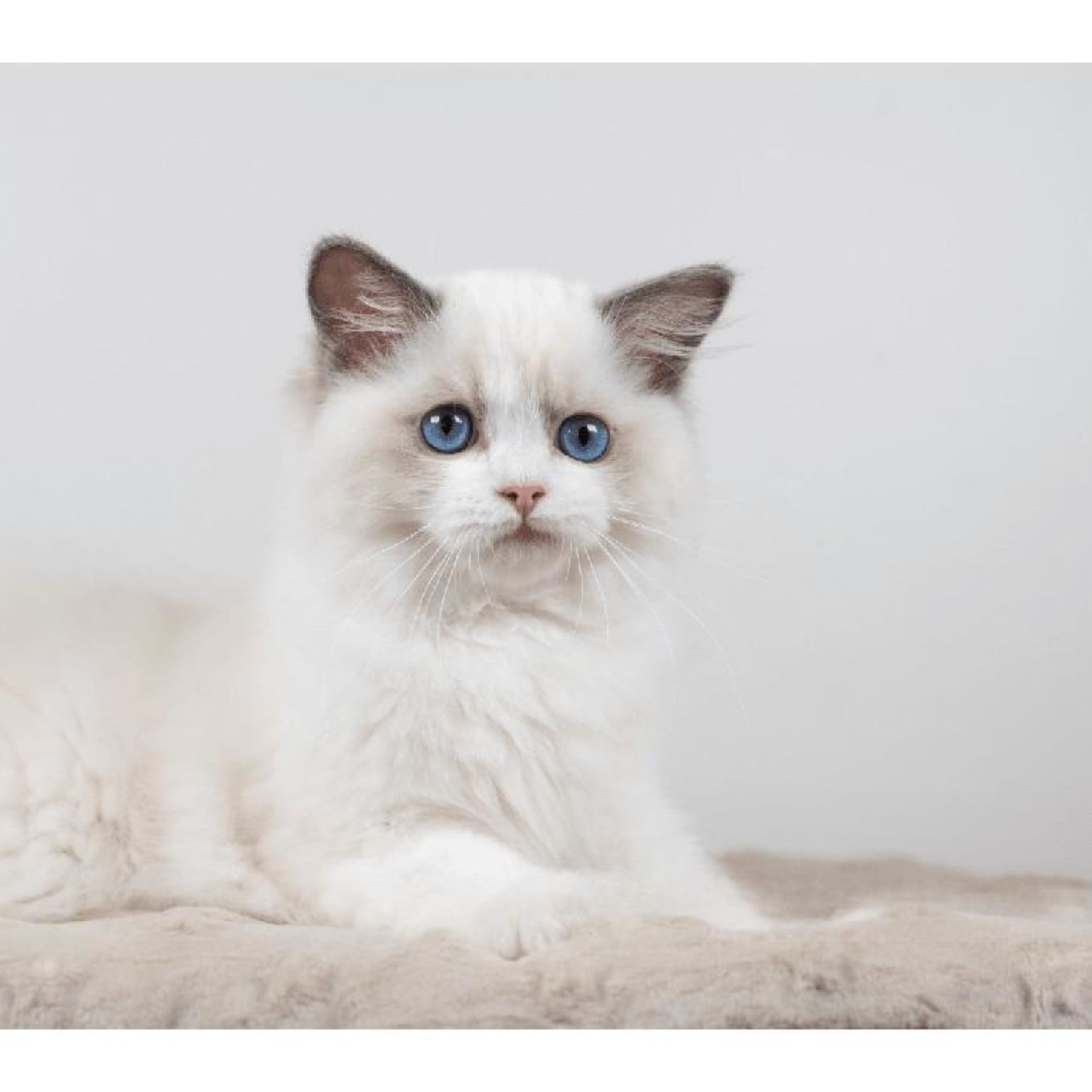 Ragdoll