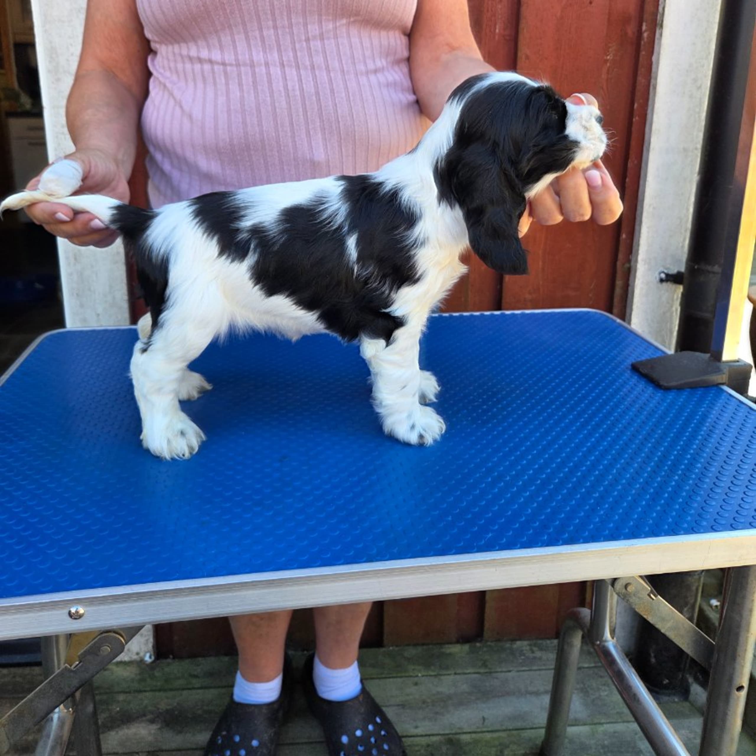 Cocker spaniel