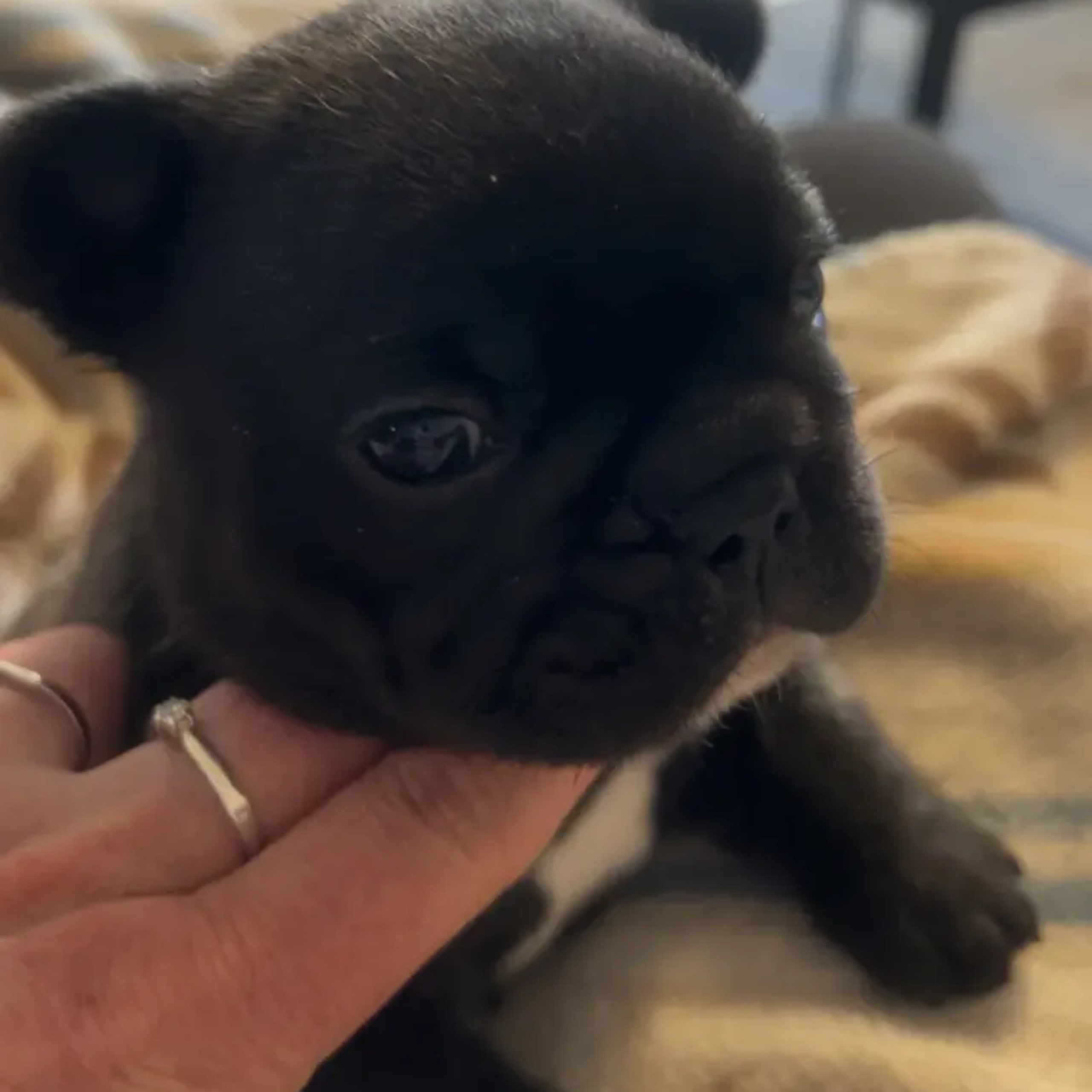 Fransk bulldogg