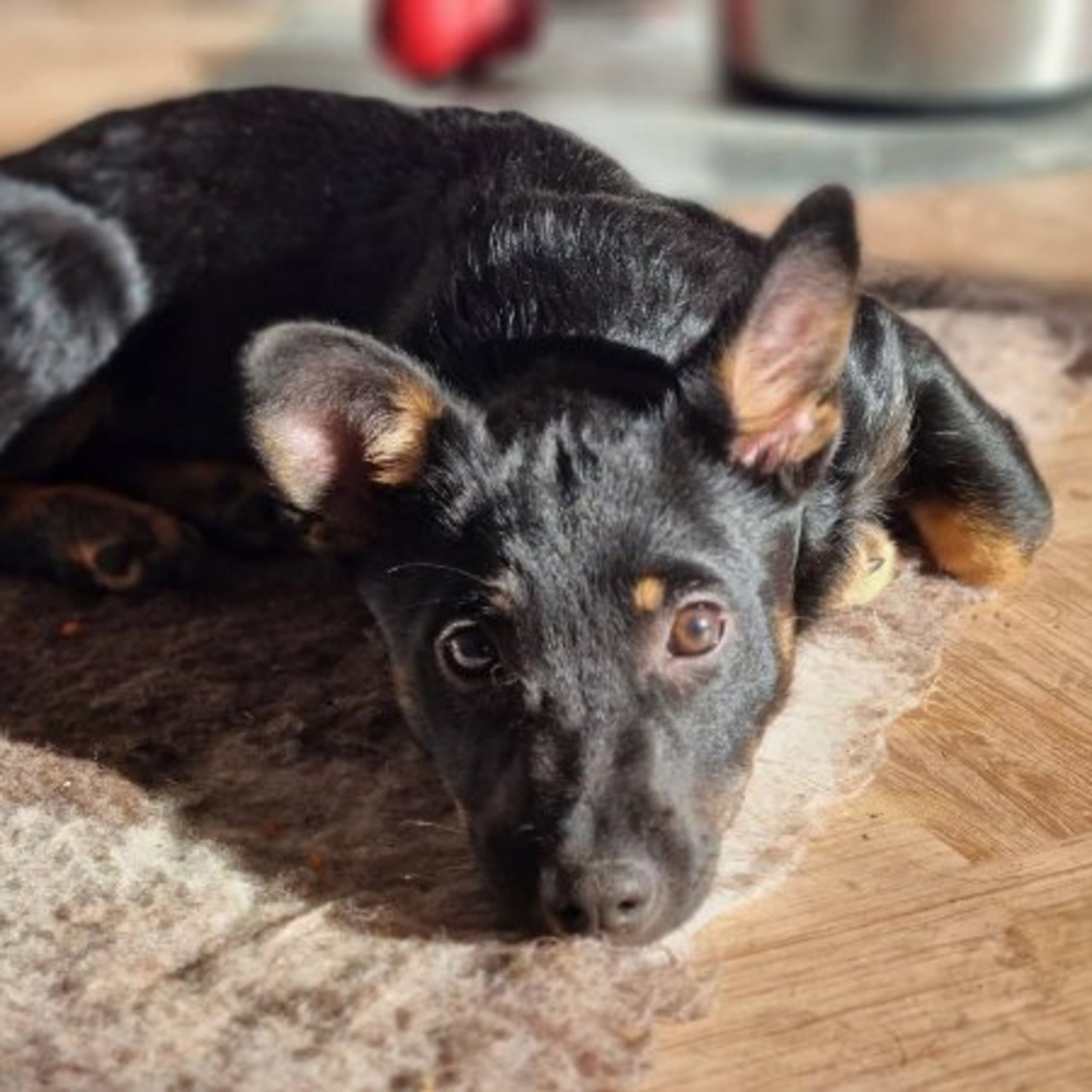 Lancashire heeler