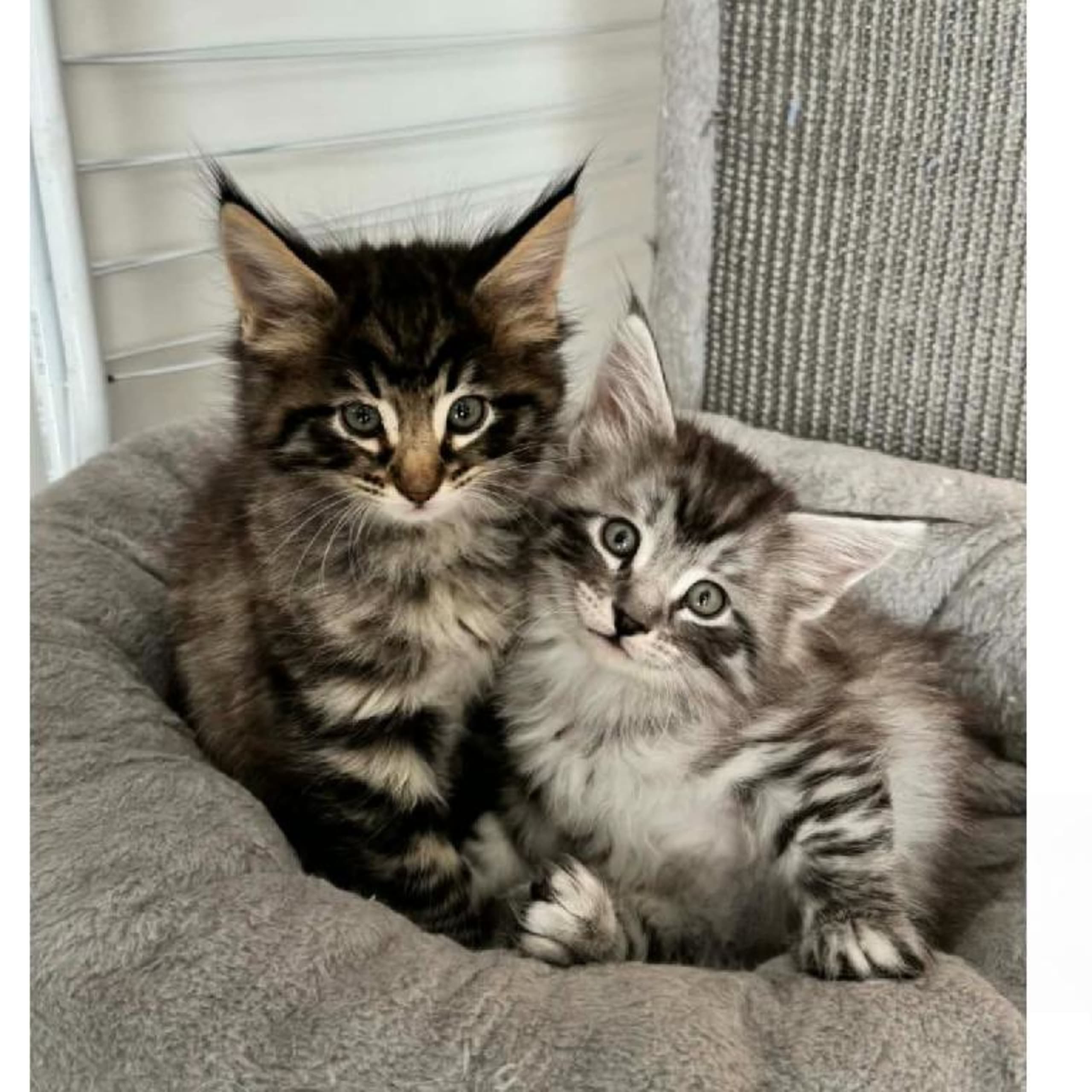 Norsk skogkatt