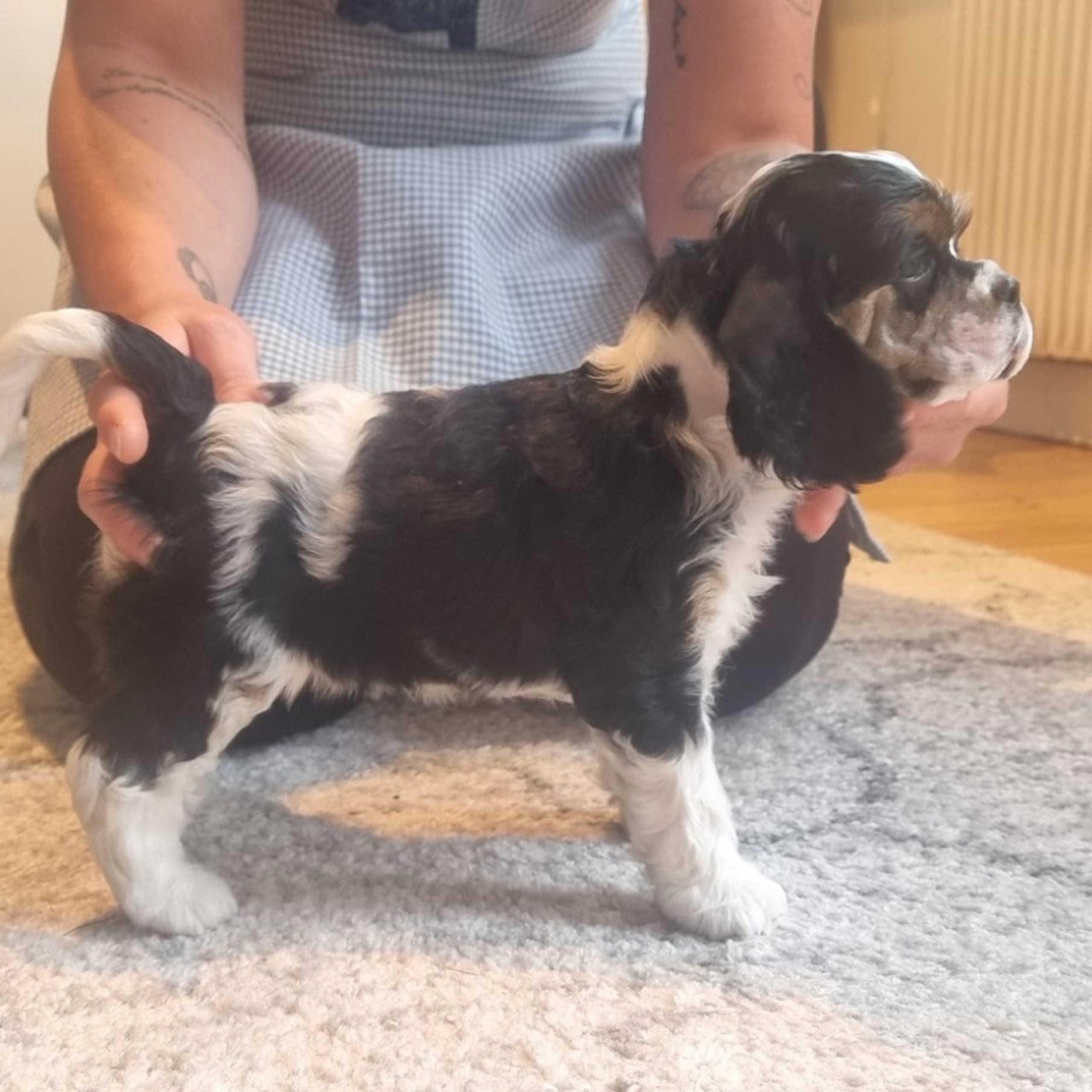 Amerikansk cocker spaniel