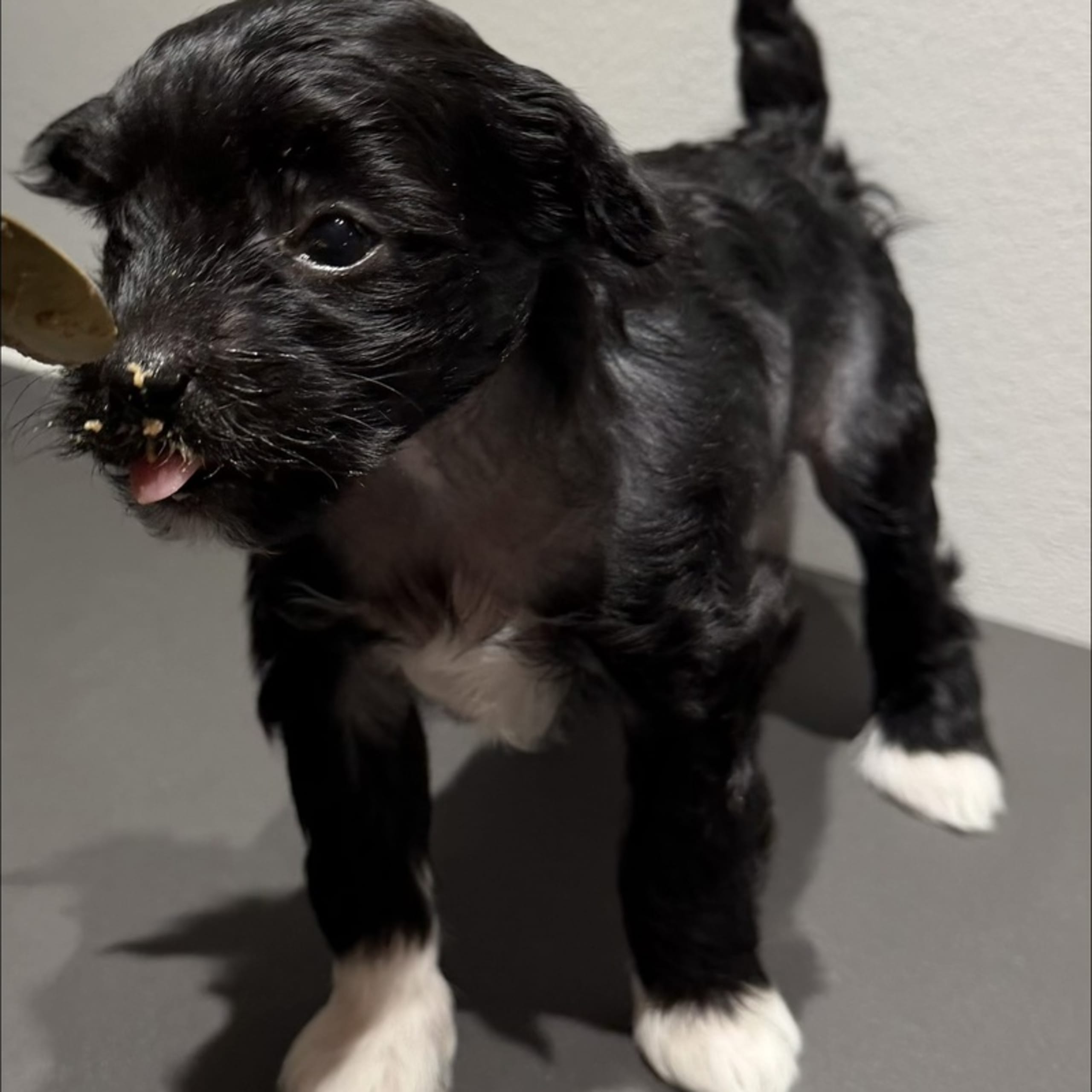 Chinese crested dog