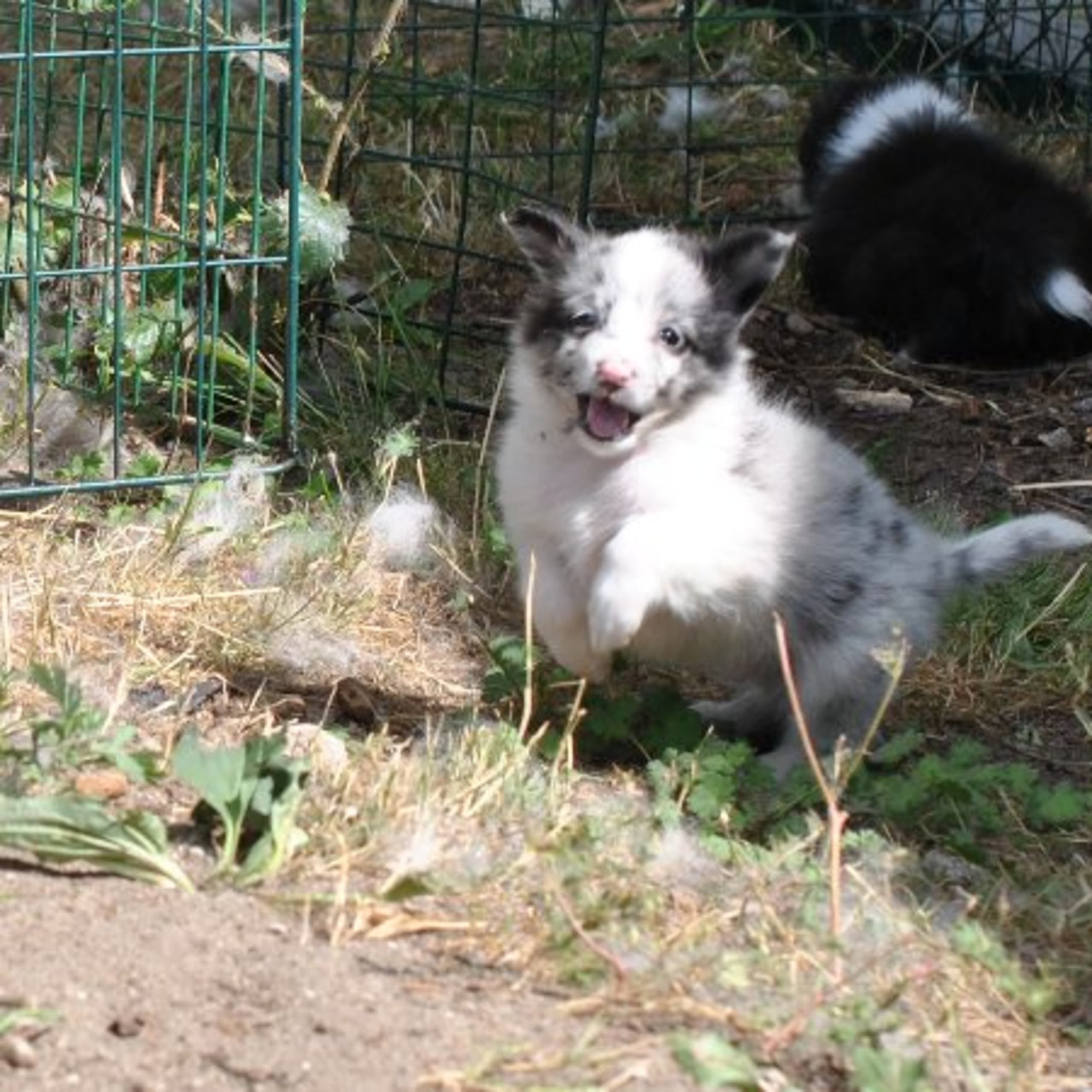 Shetland sheepdog