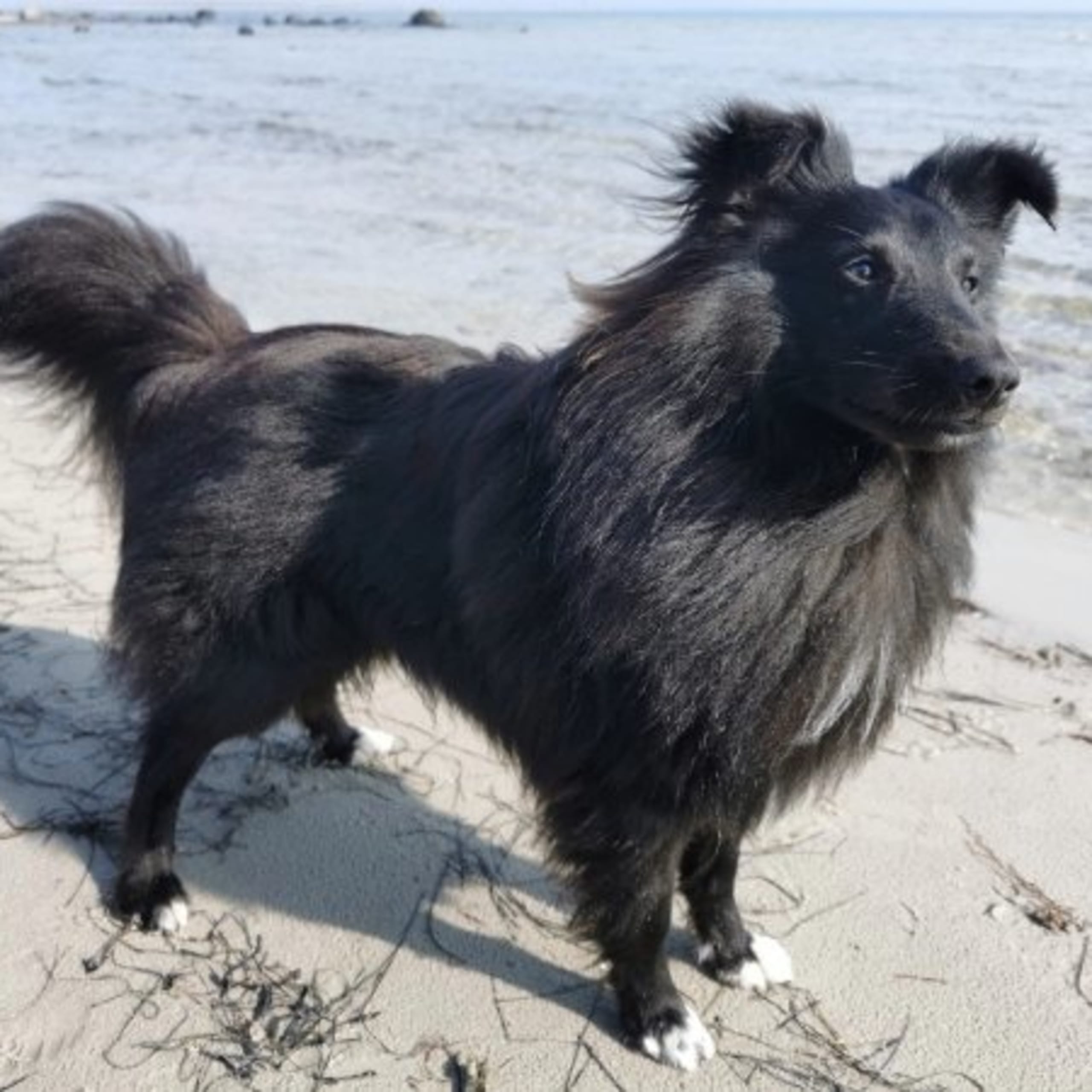 Shetland sheepdog