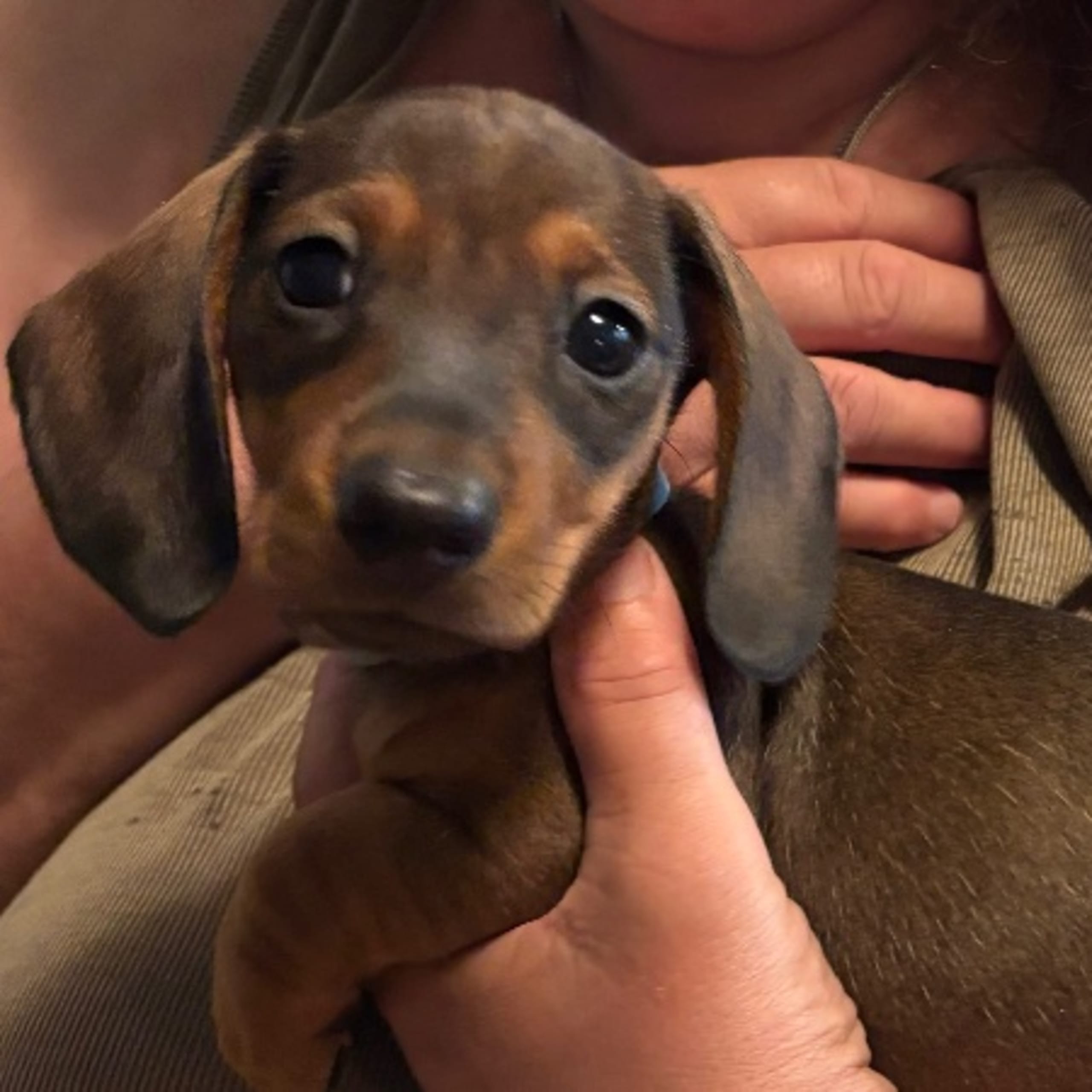 Dachshund