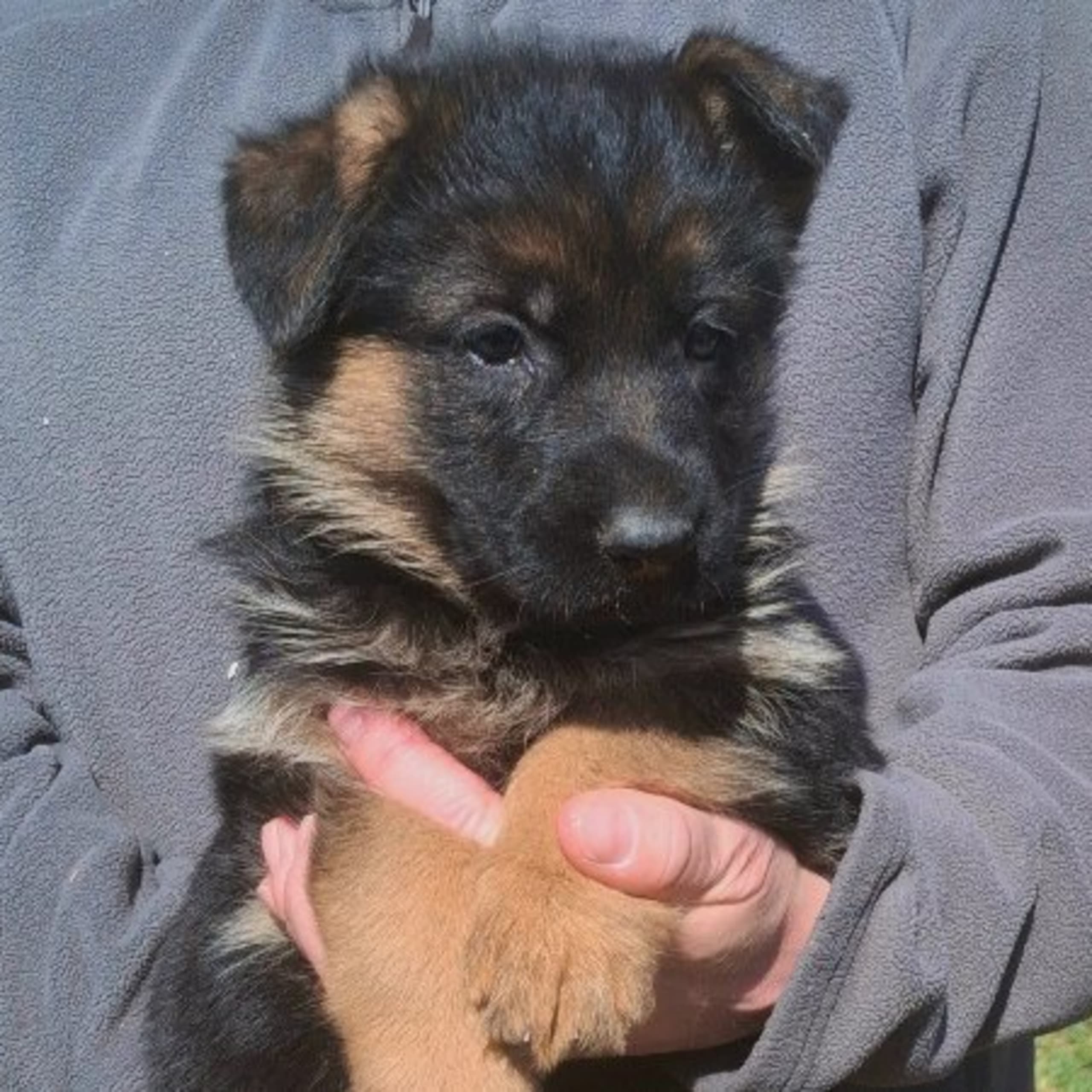 Tysk Schäferhund