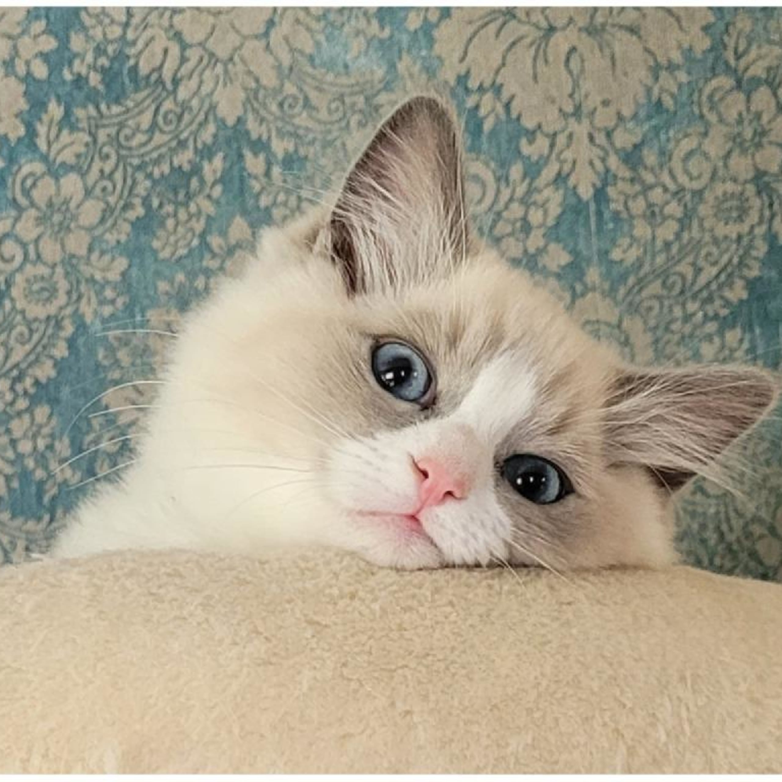 Ragdoll