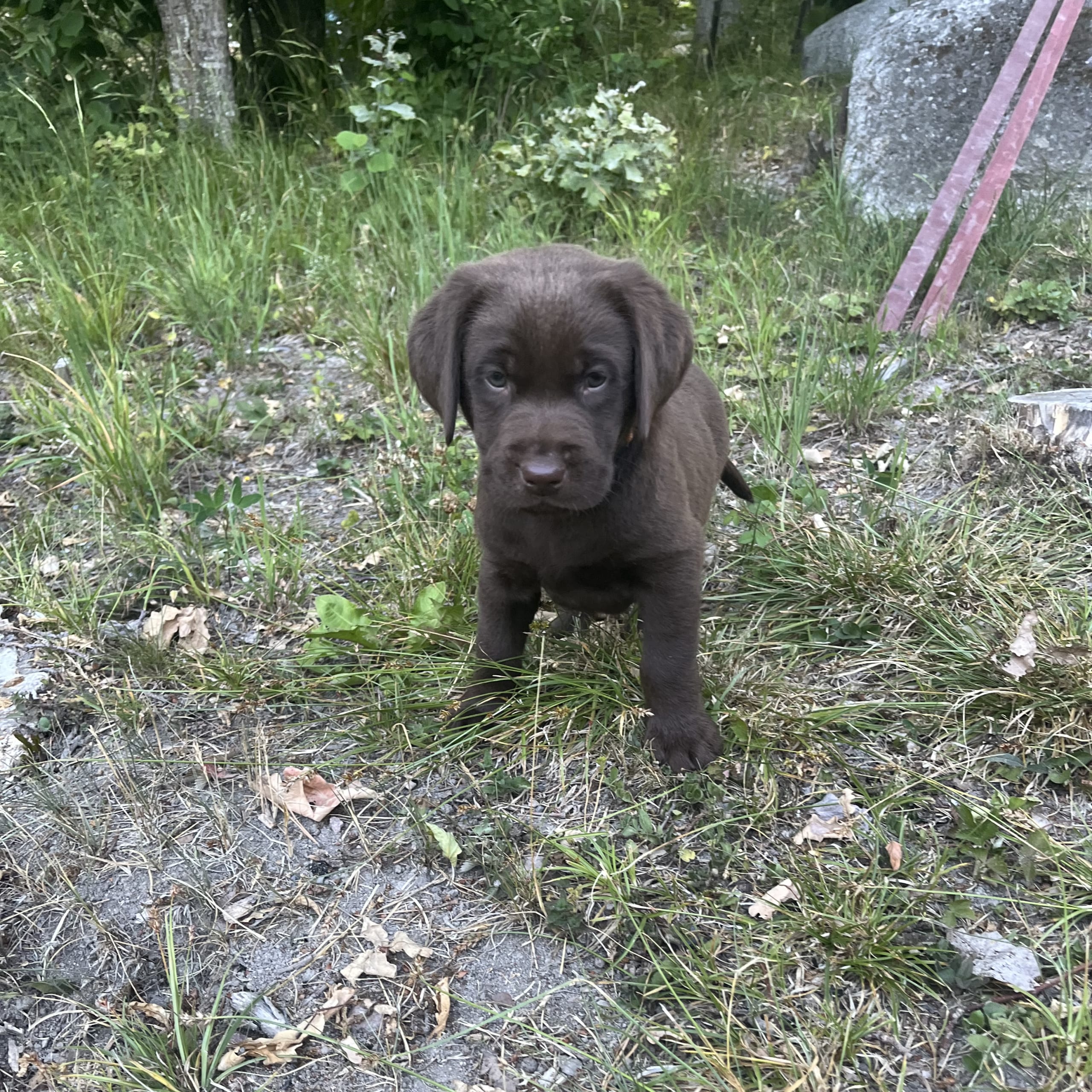 Värmdö kennel
