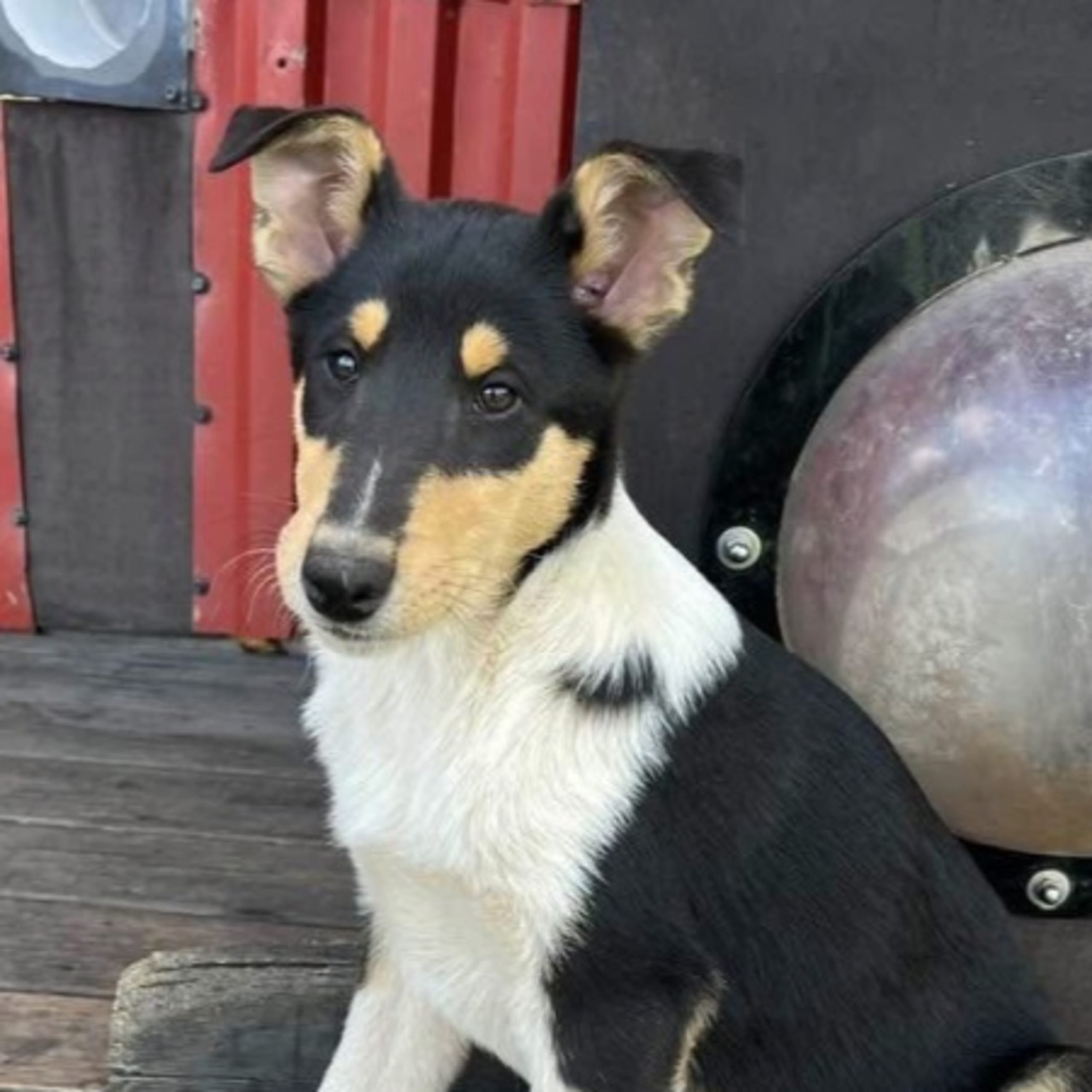 Collie