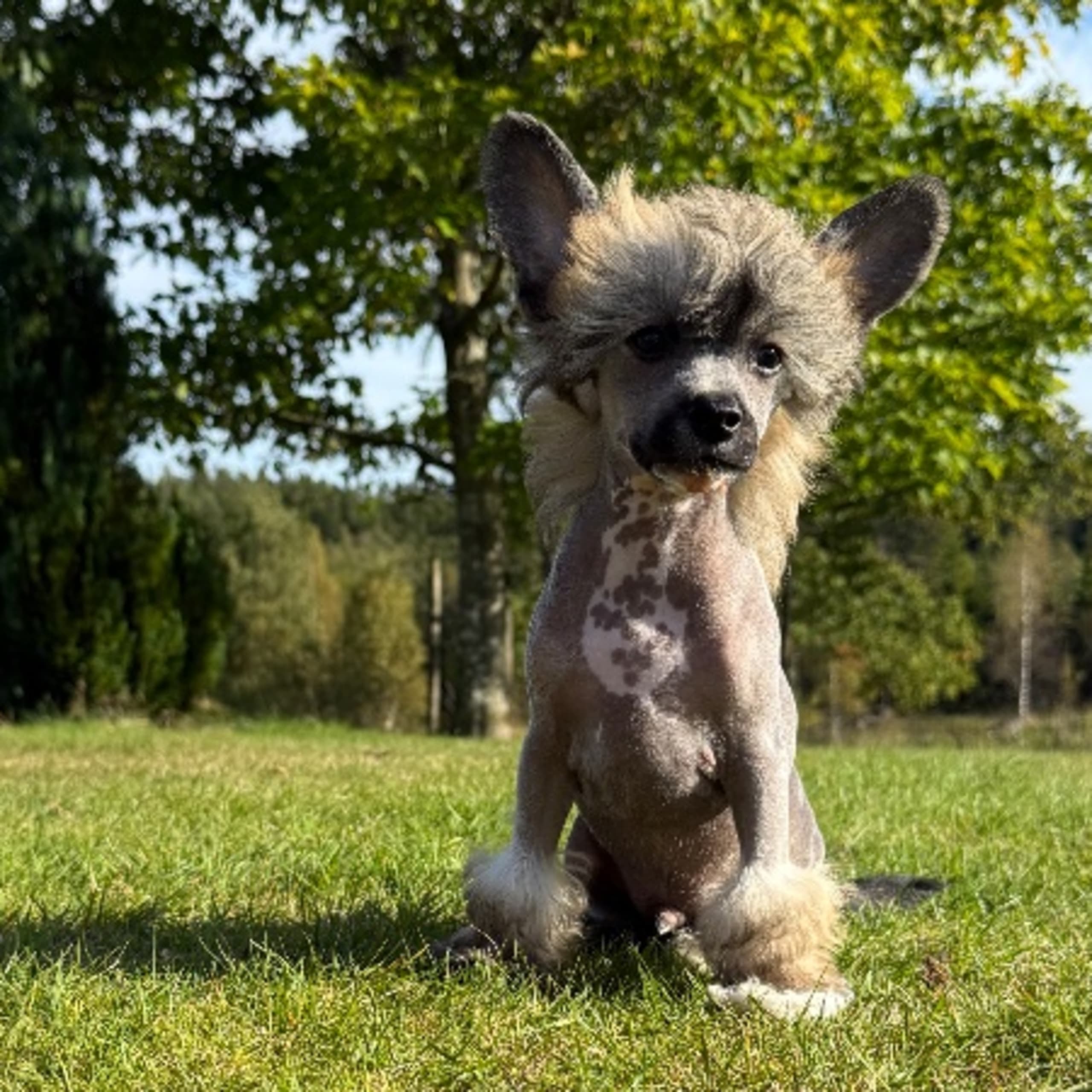 Chinese crested dog