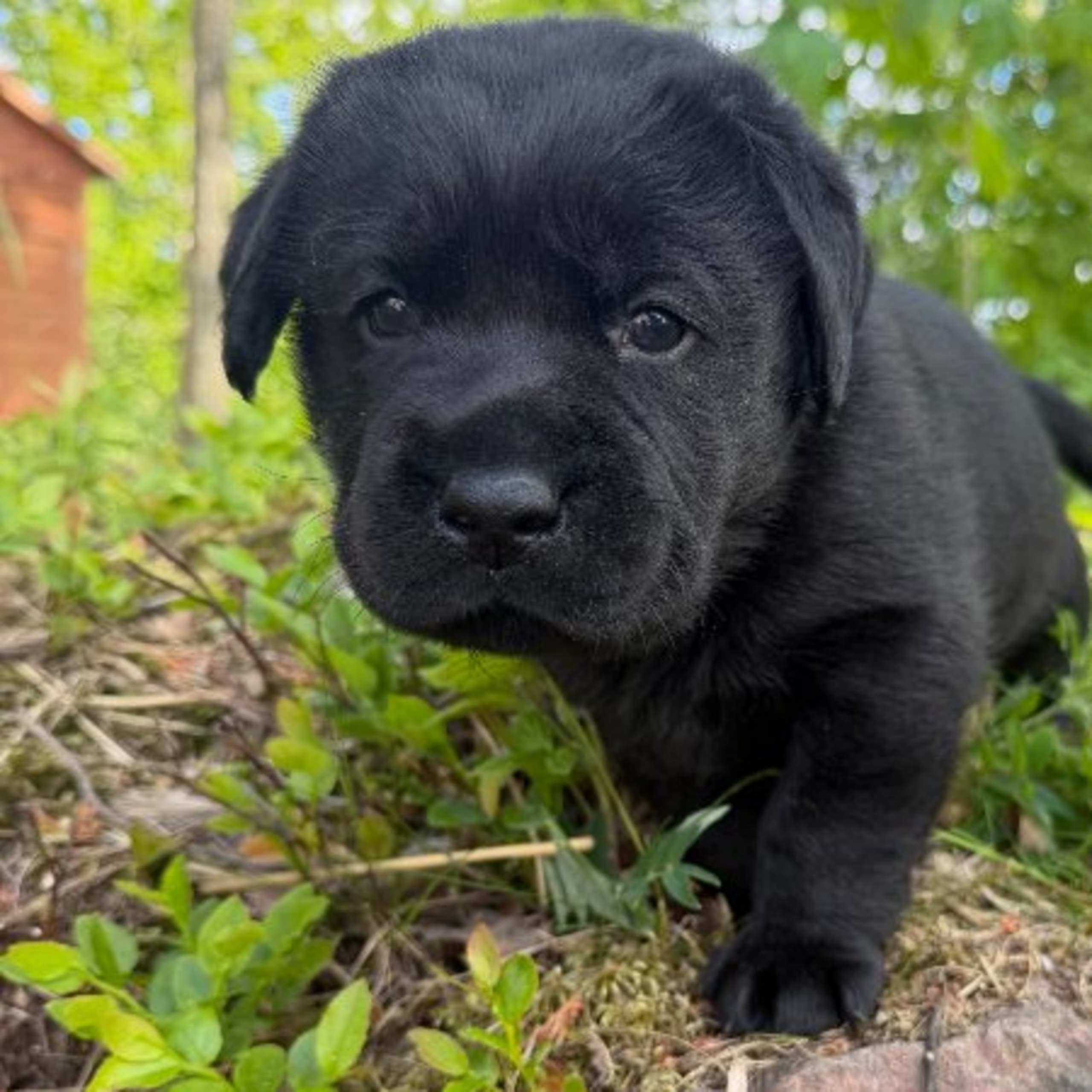Labrador retriever