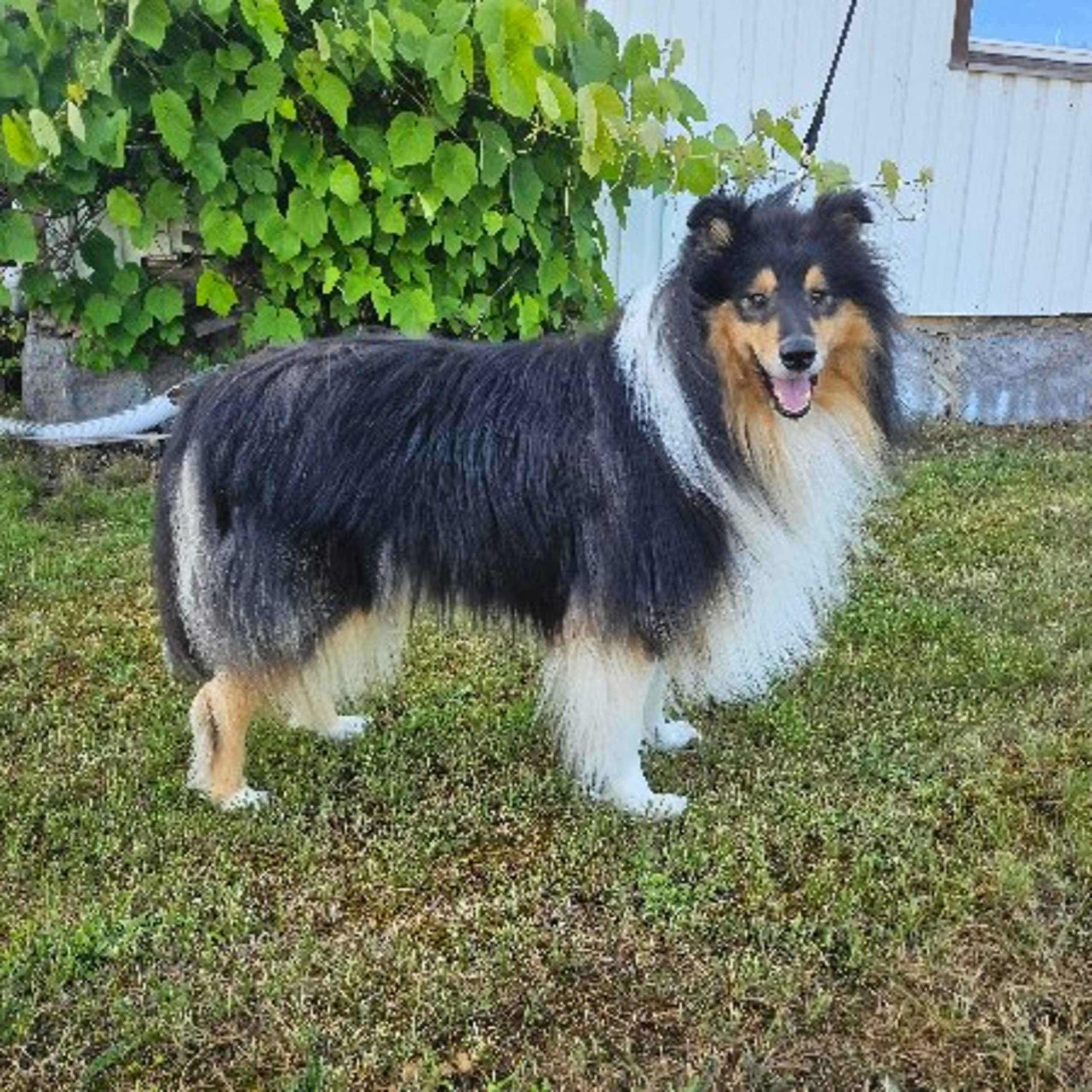 Collie