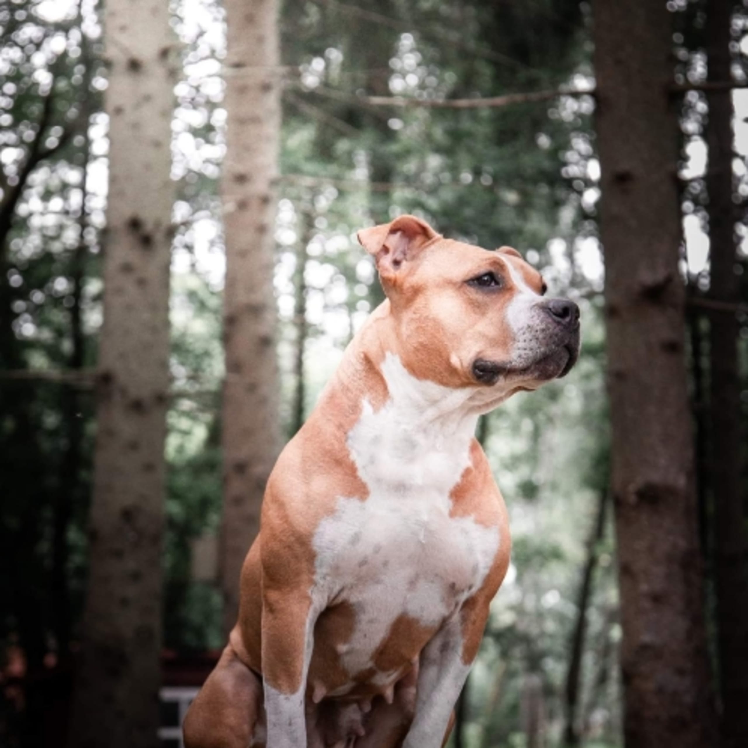 American Staffordshire Terrier
