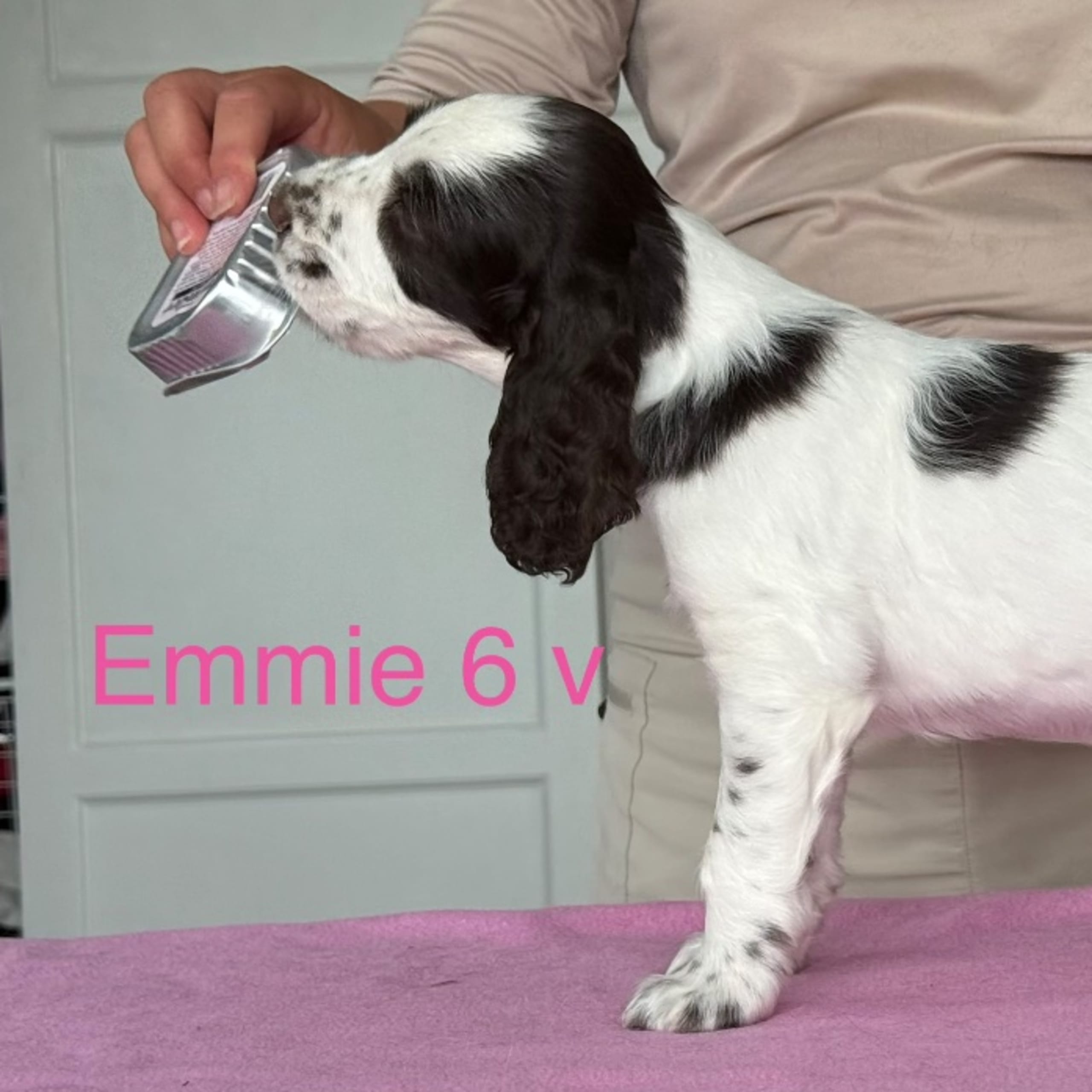 Engelsk springer spaniel