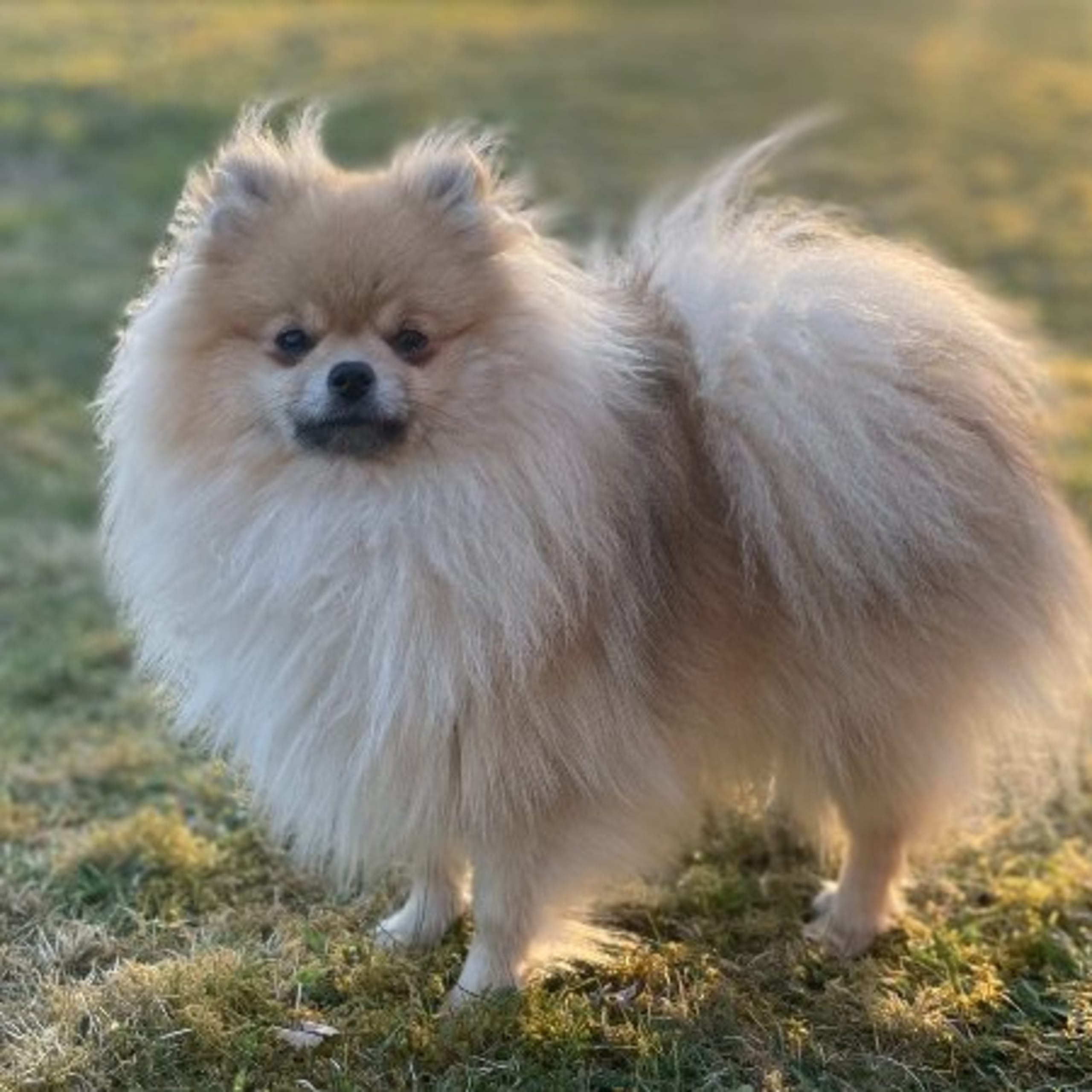 Pomeranian