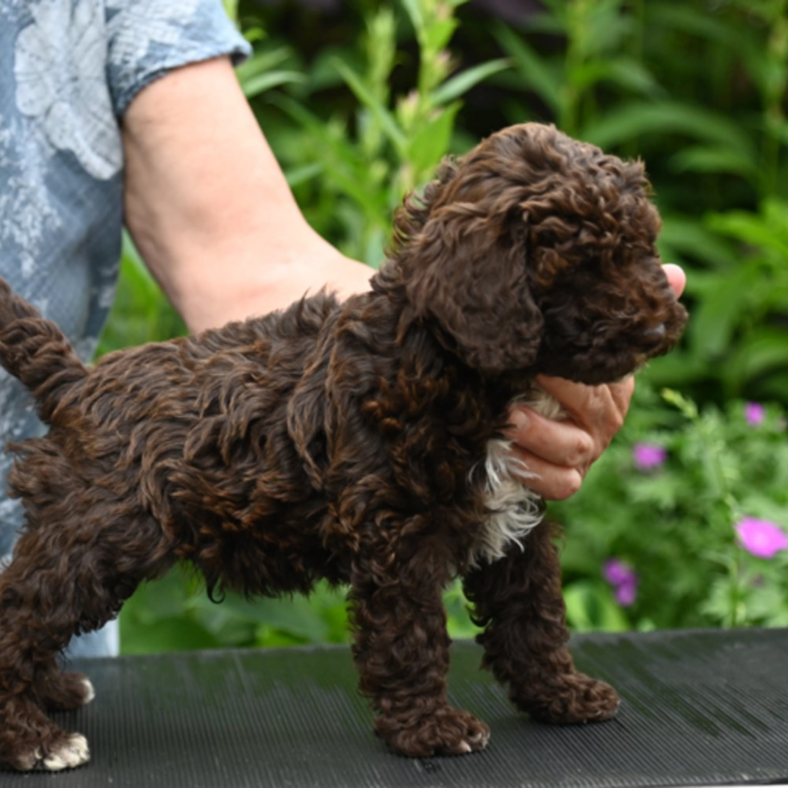 Lagotto romagnolo