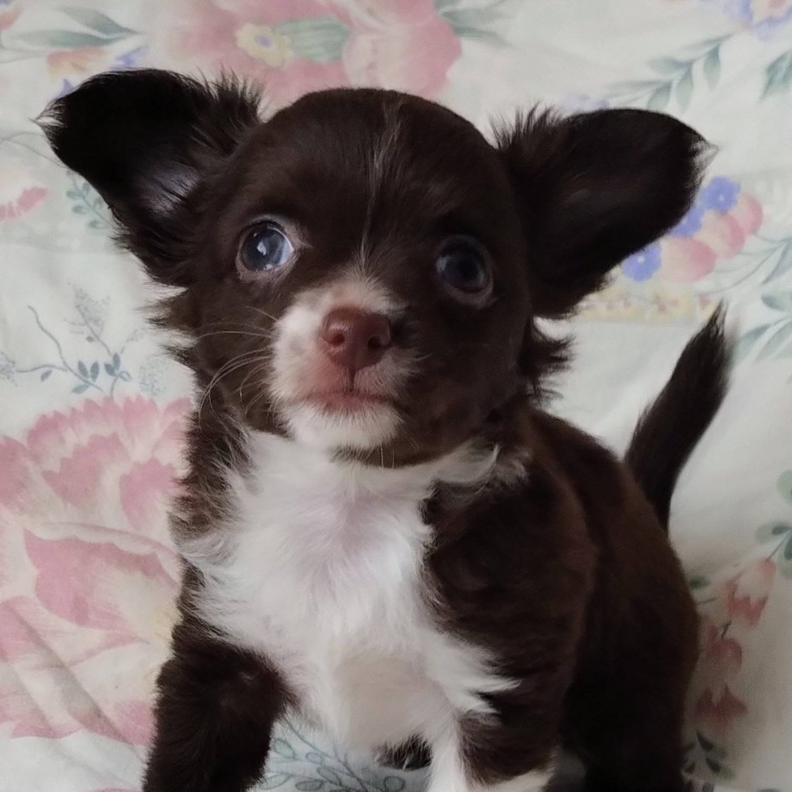 Chihuahua