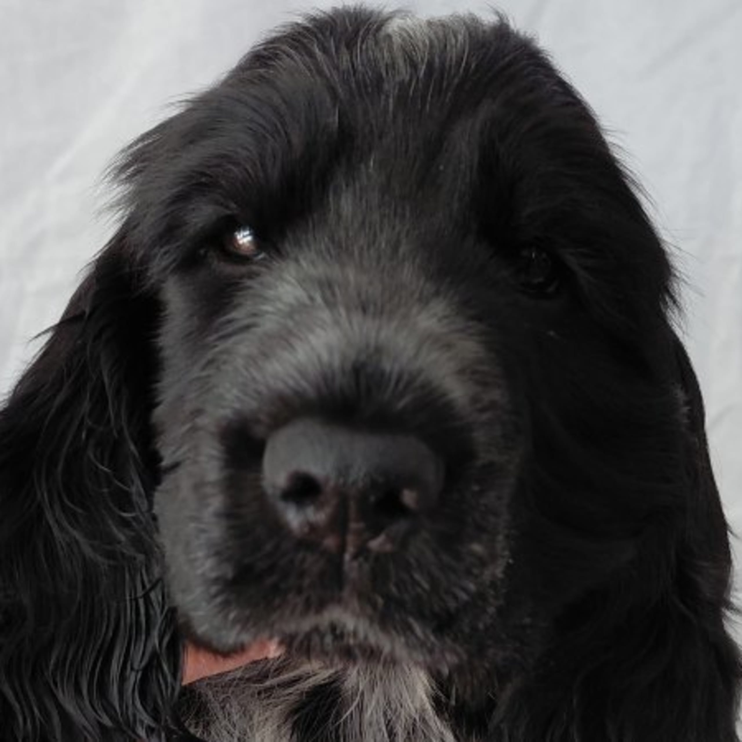 Cocker spaniel