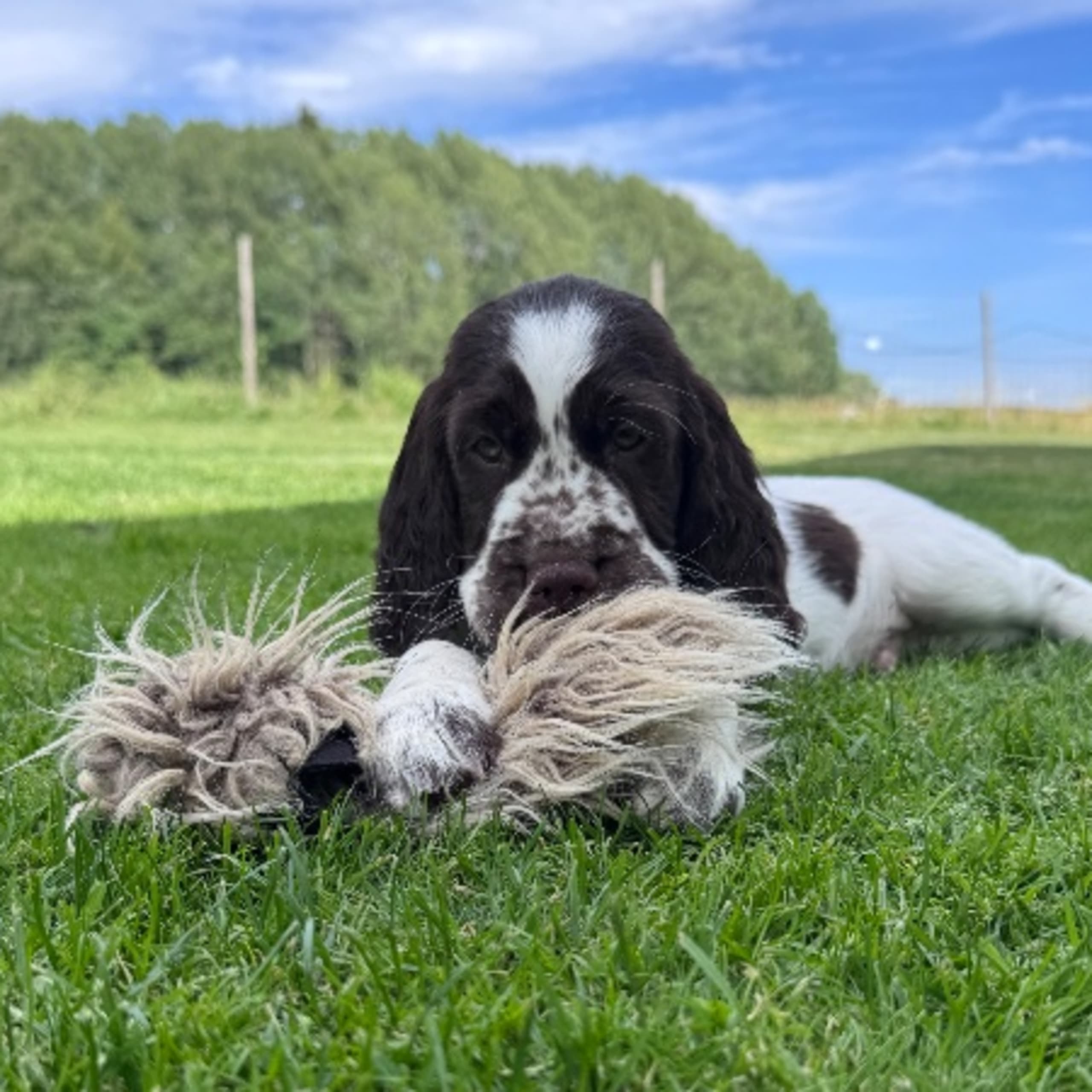 Engelsk springer spaniel